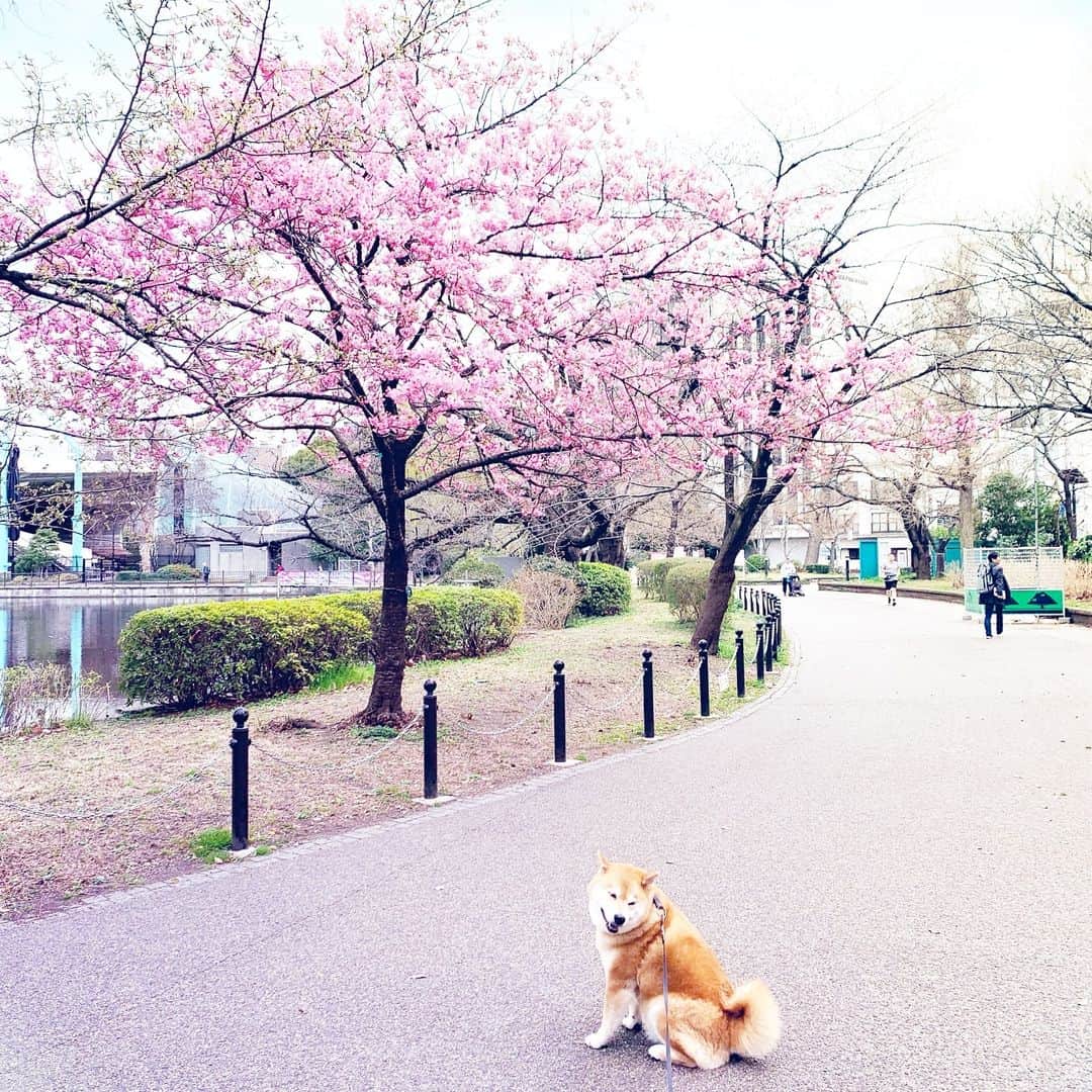 まる（まるたろう）さんのインスタグラム写真 - (まる（まるたろう）Instagram)「I want you to come to Japan ASAP! Spring has come! ✨🌸🐶🌸✨不忍の池のほとりで一番先に咲く桜が開花しました。 #本日を持ちまして #柴犬まるの開花宣言とさせていただきます #咲いたよ〜 #こっから二週間が見頃ですね #じぇったい観にきてね #サクラパトロール  #まるとパパがいたら焼き鳥おごってね @gallerymarusan から徒歩8分 #超近いからね」3月21日 19時21分 - marutaro