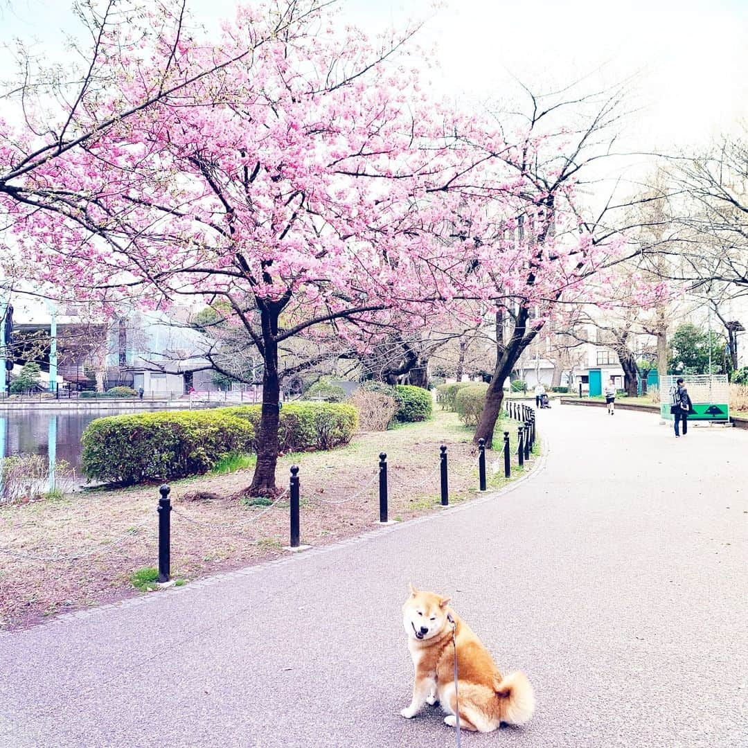 まる（まるたろう）のインスタグラム