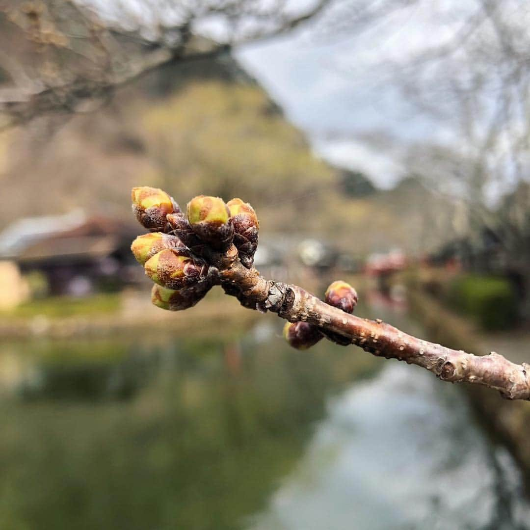 江戸ワンダーランド 日光江戸村さんのインスタグラム写真 - (江戸ワンダーランド 日光江戸村Instagram)「・ 桜のつぼみ | Bud of cherry tree🌸 江戸の住人は、みんなそわそわし始めています。 Edo residents, everyone has been fidgeting and began. ・ ・ #桜 #江戸のお花見 #春の江戸 #江戸の街並み #江戸ワンダーランド日光江戸村 #江戸ワンダーランド #日光江戸村 #日光 #栃木 #日本 #江戸 #いざ江戸へドロン #cherrytree #spring #timetraveller #japantrip #edoera #ig_japan #edo #beautifuljapan #japanese_history #histgram #instagramjapan #jp_gallery #japaneseculture  #edowonderland #nikko #tochigi #japan #edo」3月21日 19時17分 - edowonderland_official