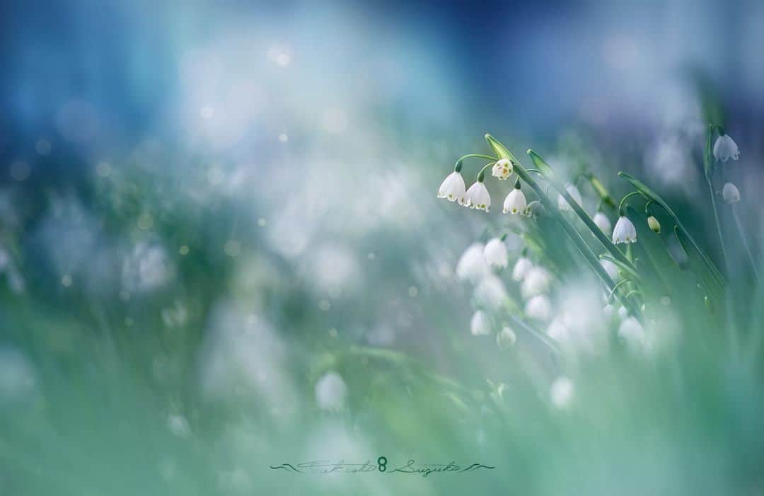 花の写真館のインスタグラム：「Photo by Takashi Suzuki.⠀ https://www.facebook.com/takashi.suzuki.7739814⠀ .⠀ Original Post[投稿頂いたURL]⠀ https://www.facebook.com/photo.php?fbid=1228587490641110⠀ .⠀ 本アカウントは、 #私の花の写真 をつけてInstagramに投稿された皆さまの花の写真や、「花の写真館」Facebookページで投稿された花の写真を紹介します。⠀ 「花の写真館」Facebookページは、「 @floral.photograph 」のプロフィールにあるURLからご覧ください。⠀ .⠀ #花の写真館 #floralphotograph #floralphoto #flower #flowers #富士フイルム #FUJIFILM⠀ Follow: @floral.photograph」