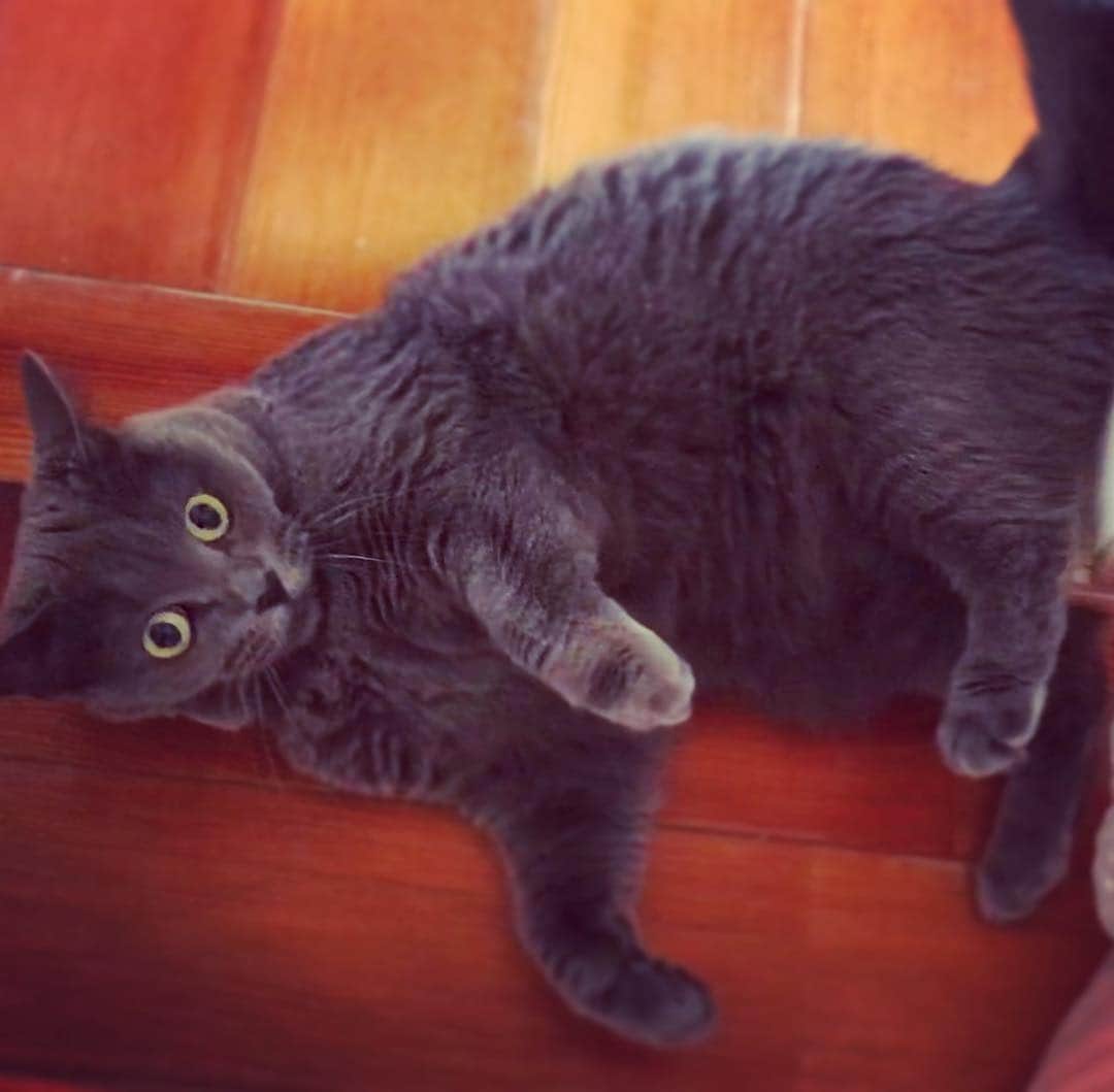 チキン南蛮カレーのルウ王子のグルメインスタ