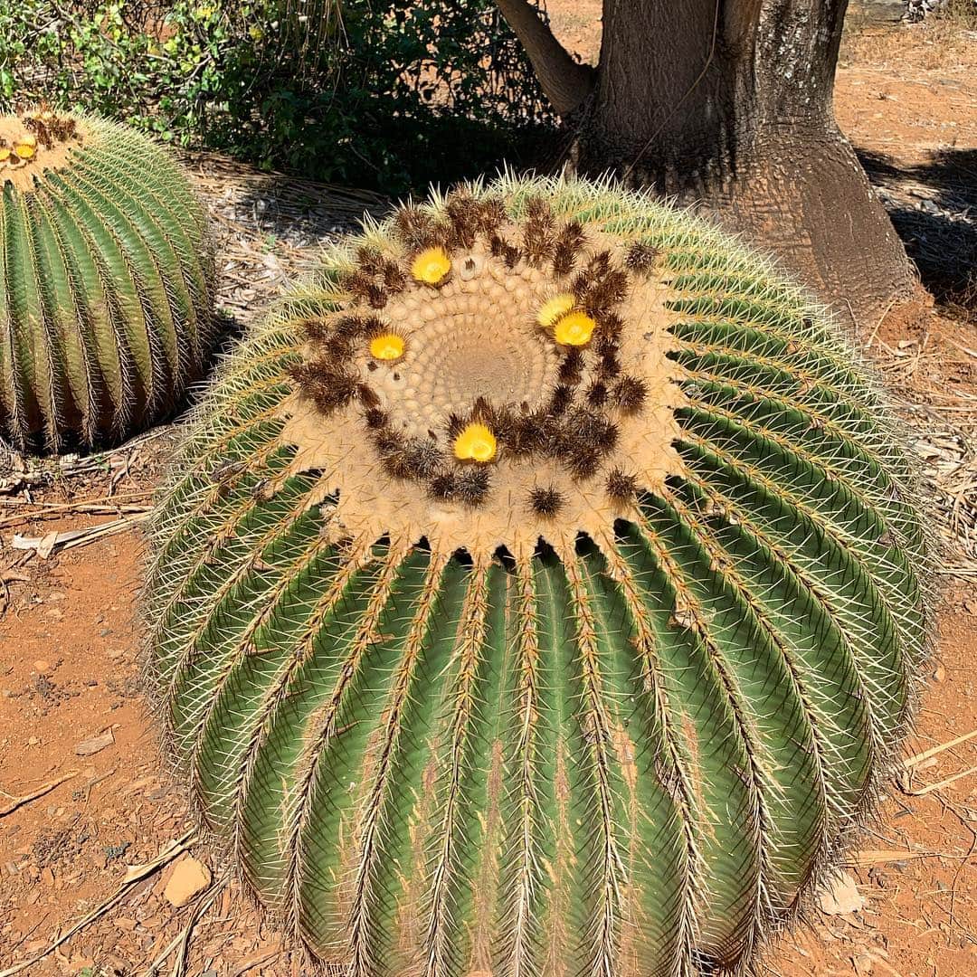 飯島寛子さんのインスタグラム写真 - (飯島寛子Instagram)「時々行きたくなる場所 #kokocreaterbotanicalgarden #cactus #サボテンの花」3月21日 19時28分 - hirokoiijima