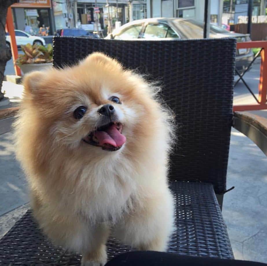 Ella Chuffyのインスタグラム：「#tbt when me was waiting for pupucinno!! Yummy yummy 😋🥰🐶」