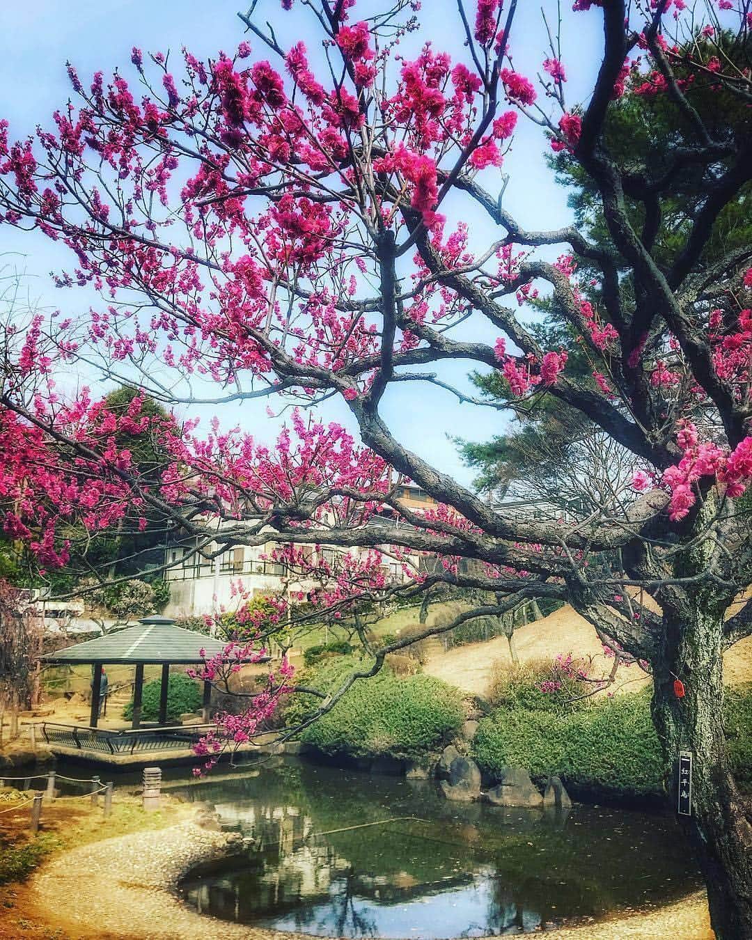 横浜市さんのインスタグラム写真 - (横浜市Instagram)「Spring has arrived! 🌸 Photo: @fukuyuri1991 #myyokohama」3月21日 20時05分 - findyouryokohama_japan