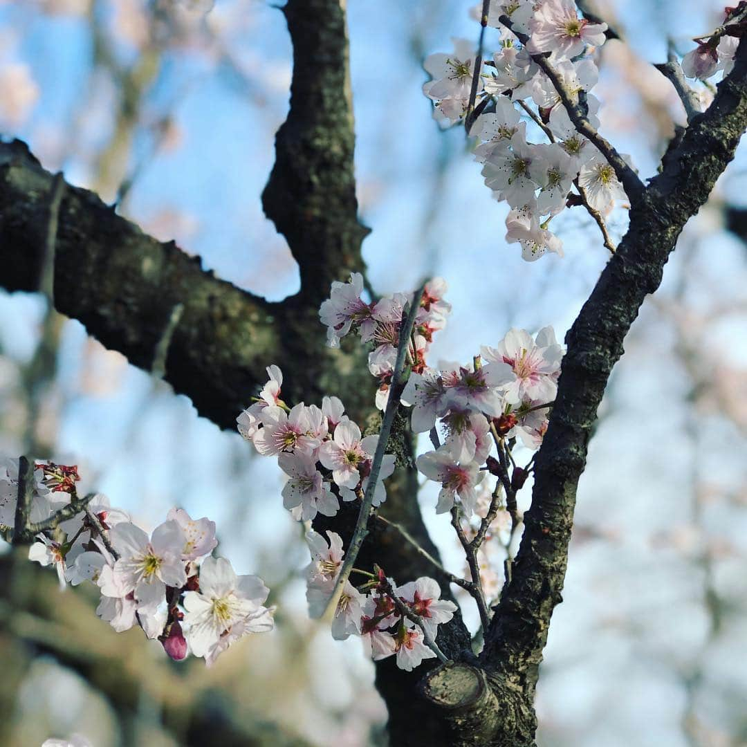 D[di:]さんのインスタグラム写真 - (D[di:]Instagram)「春分の日🌸風は強めだったけど、天気良き東京の空でやんしたね😊😊😊 てなわけで、我が家であるマンションの大改装工事で (⚡️ハンパない騒音で仕事が手につかない&眠れない・特にオンプラ明け水曜は寝れて2時間、☁︎常にベランダでおじさん達がガッシャンガッシャンやっているからカーテンしめきりだし、🤢足場と覆い幕で晴れている日でも薄暗く、空気の入れ替えできないし底冷えハンパなく寒い…)、精神的にマジでヤバめになっていた私を、旦那ちゃんが不憫に思い、レンタカー借りて神代植物公園デートに連れ出してくれた❤️そこで沢山、春🌸🌱見つけたよ😊深大寺そばと天ぷらを池のほとりで食べて舌鼓😋深大寺の鯉をぼんやり眺め、最後に一日中歩き回った脚休めに深大寺温泉♨️、さいっこう〜😆にアースできたお散歩でした。あれだけイライラしてたのが嘘みたいに。やはり、リフレッシュは大事だな。あしたから、また騒音との戦い、がんばろうと思う… #d_official #深大寺 #神代植物公園 #spring #春分の日 #桜 #もくれん #天ぷら #深大寺蕎麦青木屋 #botanical #earth #refresh #つくしんぼ #桃の花」3月21日 20時13分 - deeth