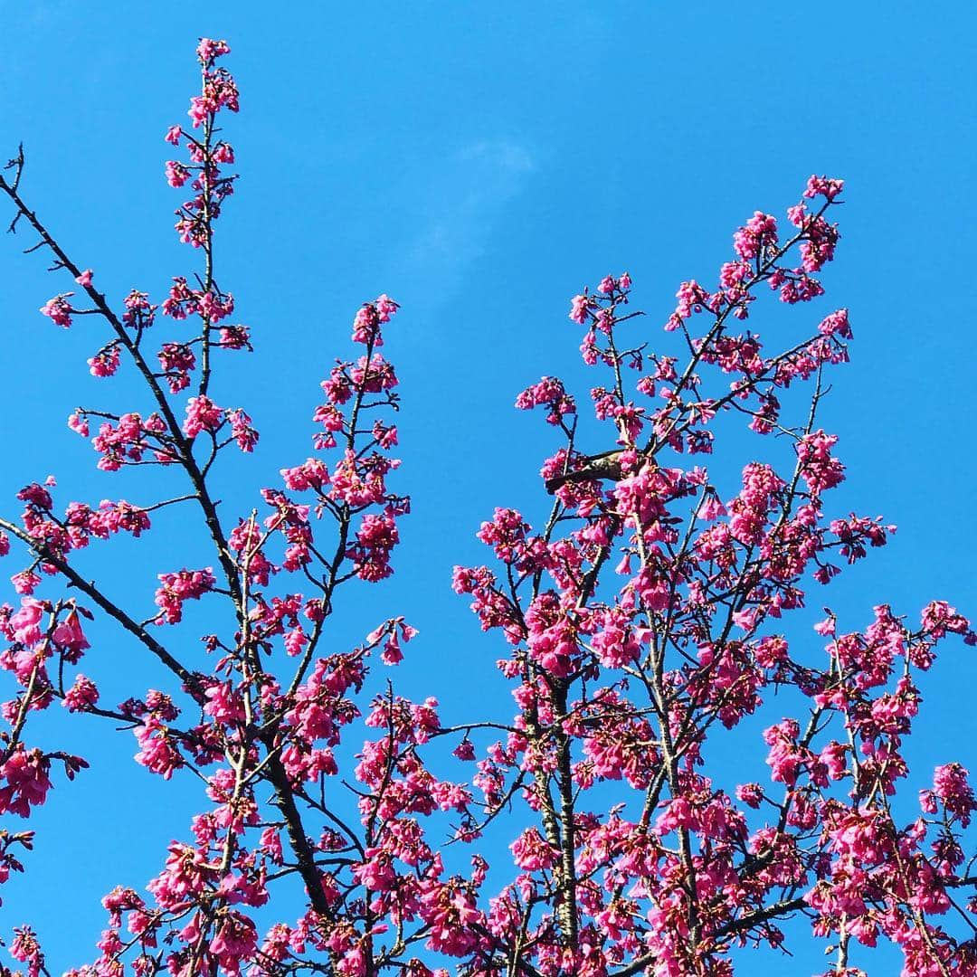 D[di:]さんのインスタグラム写真 - (D[di:]Instagram)「春分の日🌸風は強めだったけど、天気良き東京の空でやんしたね😊😊😊 てなわけで、我が家であるマンションの大改装工事で (⚡️ハンパない騒音で仕事が手につかない&眠れない・特にオンプラ明け水曜は寝れて2時間、☁︎常にベランダでおじさん達がガッシャンガッシャンやっているからカーテンしめきりだし、🤢足場と覆い幕で晴れている日でも薄暗く、空気の入れ替えできないし底冷えハンパなく寒い…)、精神的にマジでヤバめになっていた私を、旦那ちゃんが不憫に思い、レンタカー借りて神代植物公園デートに連れ出してくれた❤️そこで沢山、春🌸🌱見つけたよ😊深大寺そばと天ぷらを池のほとりで食べて舌鼓😋深大寺の鯉をぼんやり眺め、最後に一日中歩き回った脚休めに深大寺温泉♨️、さいっこう〜😆にアースできたお散歩でした。あれだけイライラしてたのが嘘みたいに。やはり、リフレッシュは大事だな。あしたから、また騒音との戦い、がんばろうと思う… #d_official #深大寺 #神代植物公園 #spring #春分の日 #桜 #もくれん #天ぷら #深大寺蕎麦青木屋 #botanical #earth #refresh #つくしんぼ #桃の花」3月21日 20時13分 - deeth