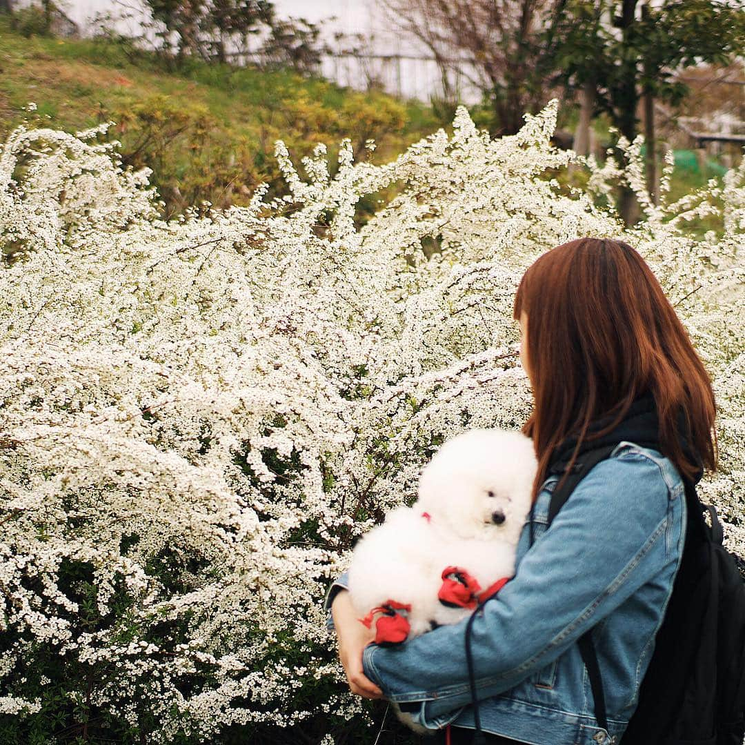 ゆうさんのインスタグラム写真 - (ゆうInstagram)「. . 近所の公園にしらす君🐶と お散歩に行ったけど またもやお眠りになったアーニーさん😴💤 . . . #写真全然撮れなかった #お家では元気だった #外では眠いらしい #次は起きてて欲しい . . .」3月21日 20時13分 - ernie_pooh_