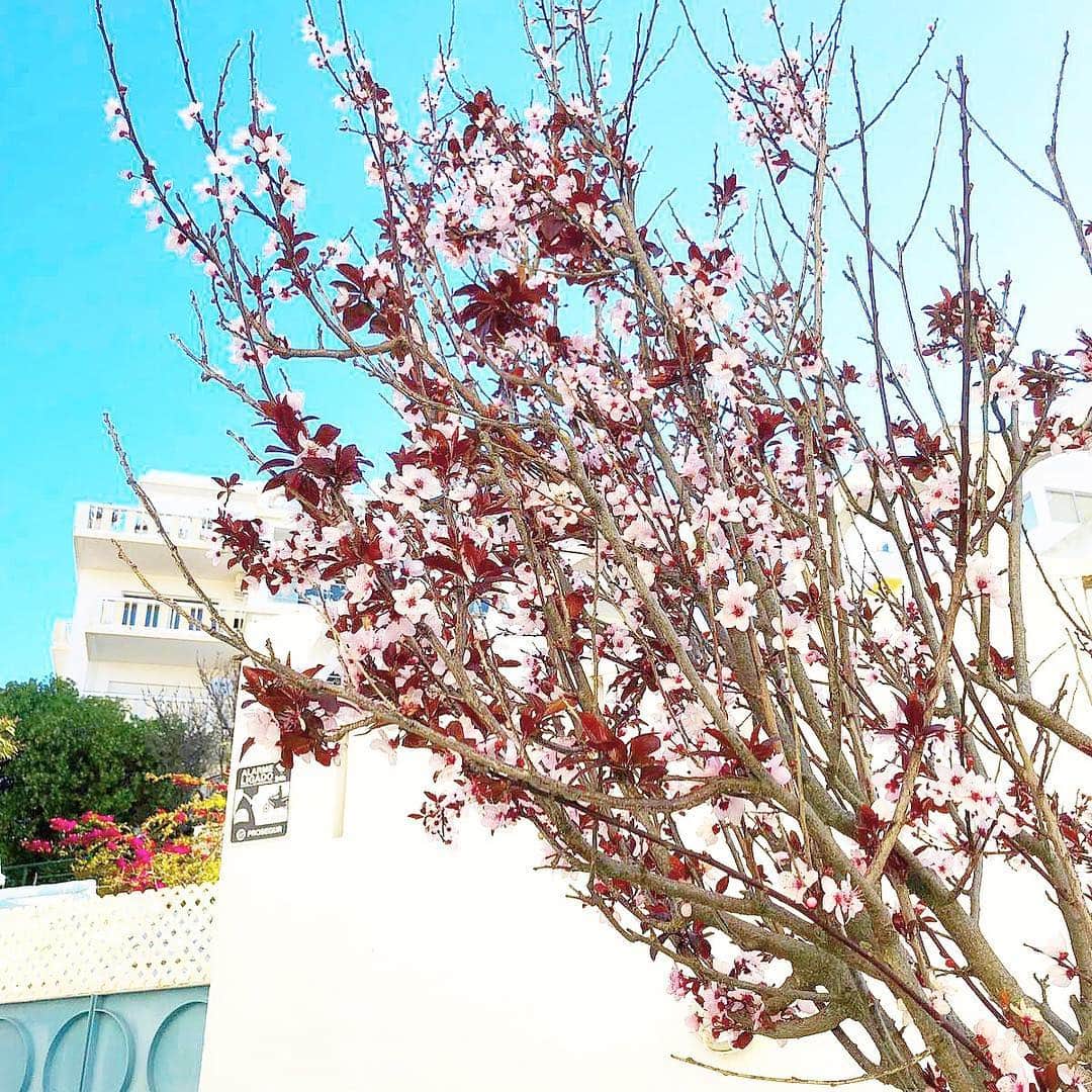 権田裕美さんのインスタグラム写真 - (権田裕美Instagram)「・ ・ ポルティマンの小さな春…🌸 ・ ・ 日本では桜の開花宣言が続々と発表されてるのかな✨ 今年は日本の綺麗な桜の木の下でお花見できないけど、 みんなのインスタ見て行った気分に なれるかな〜✨ ・ ・ #portimaõ#Portugal#海外生活 #ヘルシービューティアドバイザー#薬膳コーディネーター#ダイエット#腸活#ヨガインストラクター #photography#instalove#instagood #instagram#mamagirl#steady#美人百花#classy#como#男の子ママ#モノノフ #instalove#instalike#kirarapost」3月21日 20時06分 - yumigonda
