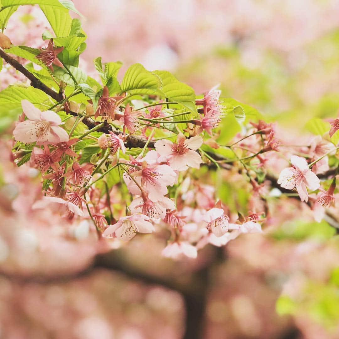 田村亮さんのインスタグラム写真 - (田村亮Instagram)「次男と犬達と散歩。 次男にiPhoneを渡したら、写真を撮りまくり。 #もうちょっと右に行って！ #写真に目覚めたそうです。 #おじさんと花 #ロンドンブーツ亮 #もう春です #サクラ」3月21日 20時19分 - ryo_tamura7