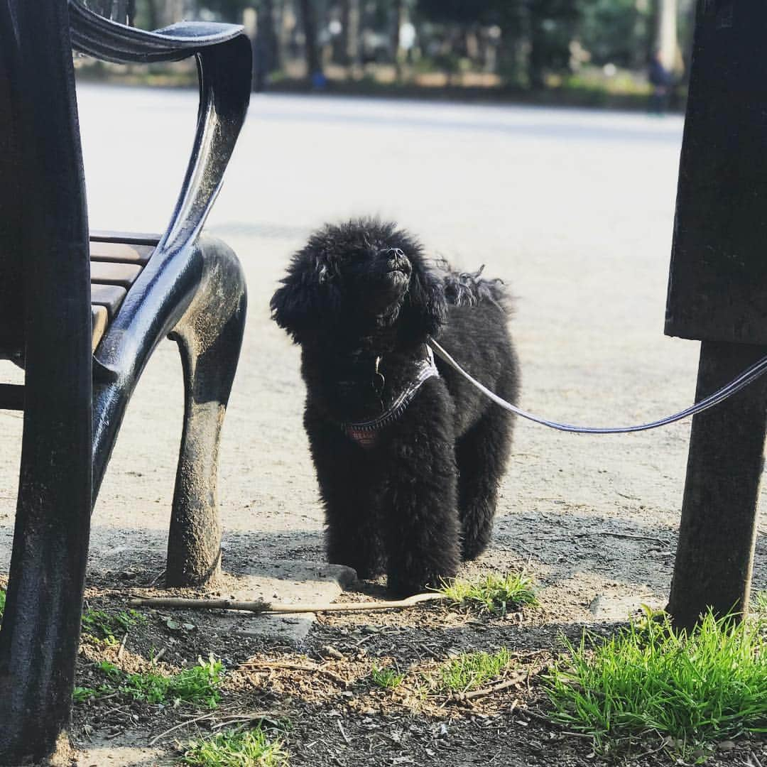 田村亮さんのインスタグラム写真 - (田村亮Instagram)「次男と犬達と散歩。 次男にiPhoneを渡したら、写真を撮りまくり。 #もうちょっと右に行って！ #写真に目覚めたそうです。 #おじさんと花 #ロンドンブーツ亮 #もう春です #サクラ」3月21日 20時19分 - ryo_tamura7