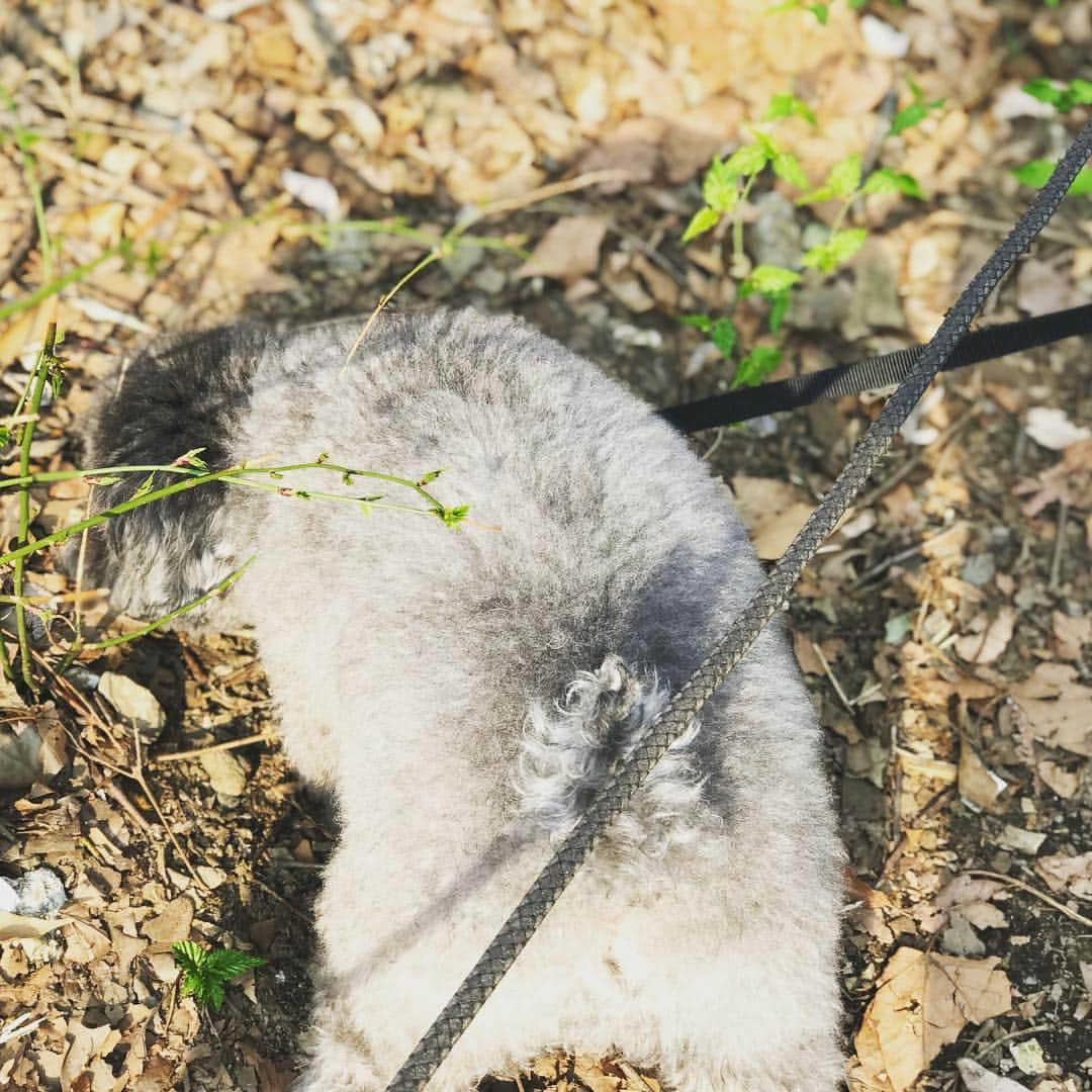 田村亮さんのインスタグラム写真 - (田村亮Instagram)「次男と犬達と散歩。 次男にiPhoneを渡したら、写真を撮りまくり。 #もうちょっと右に行って！ #写真に目覚めたそうです。 #おじさんと花 #ロンドンブーツ亮 #もう春です #サクラ」3月21日 20時19分 - ryo_tamura7