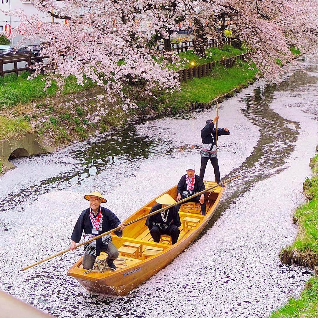 川越氷川神社さんのインスタグラム写真 - (川越氷川神社Instagram)「今年も #小江戸川越春の舟遊 が、神社裏を流れる新河岸川河畔にて、3月31日(日)に開催されます。﻿ ﻿ 乗舟可能時間は11時半から16時半まで。当日11時に乗舟券が販売されるようです。﻿ 詳しくは 小江戸川越春祭りのサイトをご確認ください。﻿ ﻿ ﻿ #小江戸川越春祭り ﻿ #川越﻿ #川越氷川神社 ﻿ #誉桜 ﻿ #舟遊﻿ #kawagoe﻿ #桜」3月21日 20時20分 - kawagoe_hikawa