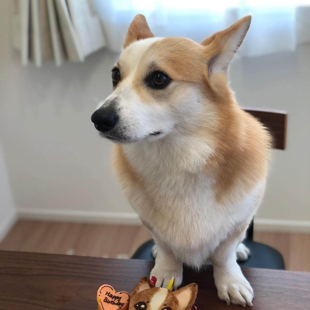 田上大地さんのインスタグラム写真 - (田上大地Instagram)「今日3月21日は愛犬はるちゃんの2歳の誕生日😊 いつも幸せと癒しを届けてくれてありがとう😍 これからもよろしくね！ #いぬすたぐらむ #犬のいる生活 #ウェルッシュコーギー  #コーギー #corgi #2019/3/21 #柏レイソル #kashiwa #reysol」3月21日 20時25分 - t_daichi5