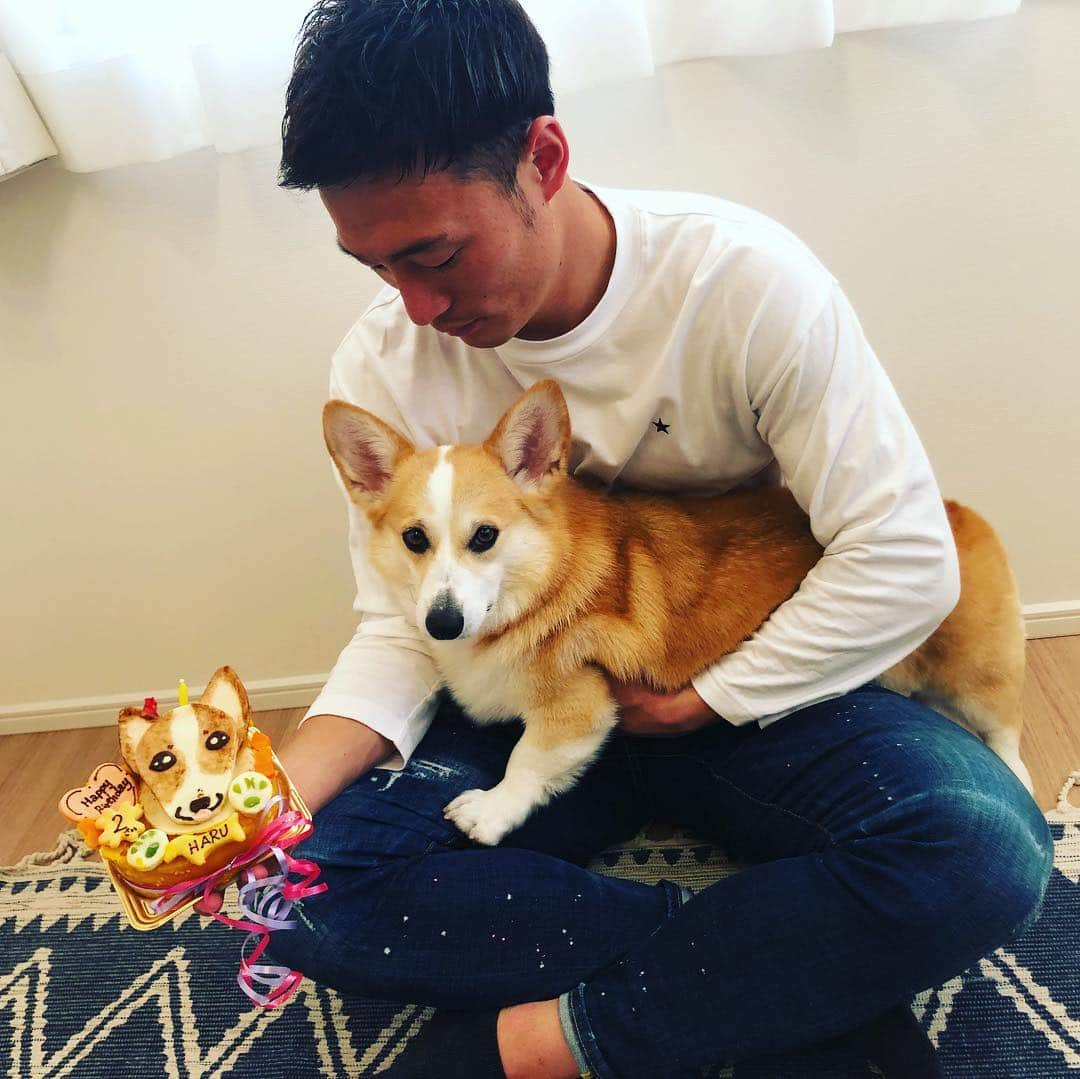 のインスタグラム：「今日3月21日は愛犬はるちゃんの2歳の誕生日😊 いつも幸せと癒しを届けてくれてありがとう😍 これからもよろしくね！ #いぬすたぐらむ #犬のいる生活 #ウェルッシュコーギー  #コーギー #corgi #2019/3/21 #柏レイソル #kashiwa #reysol」