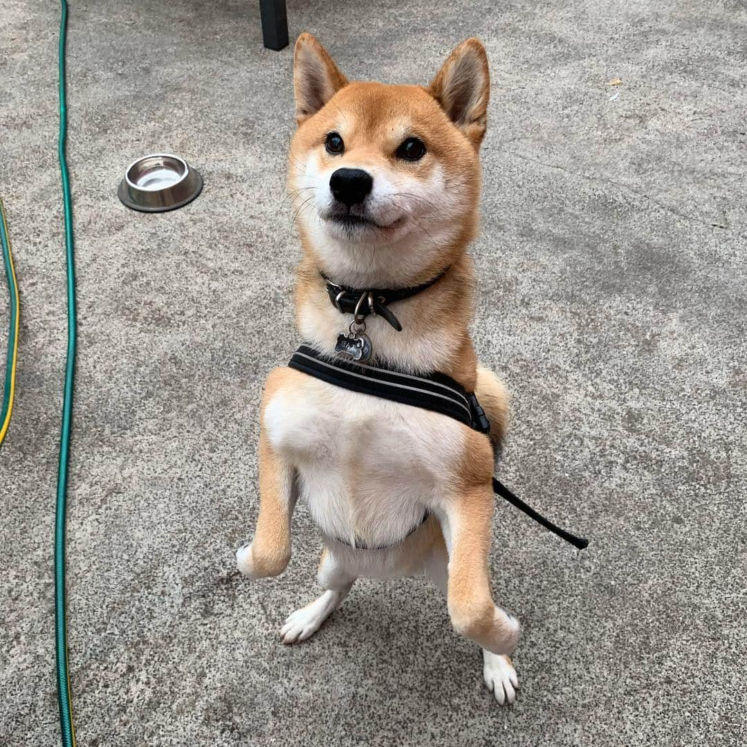 Shibainu Pontaさんのインスタグラム写真 - (Shibainu PontaInstagram)「カンガルーなぽんしゃんに只々癒される時間💘 🦘 . #柴犬#ぽん太#メルボルン#オーストラリア#ふわもこ部#Melbourne#Australia#shiba#shibainu#ponta#kawaii#inu#Japanesedog#海外生活#doggy#日本#墨爾本#shiba_snap」3月21日 20時33分 - pontasyk