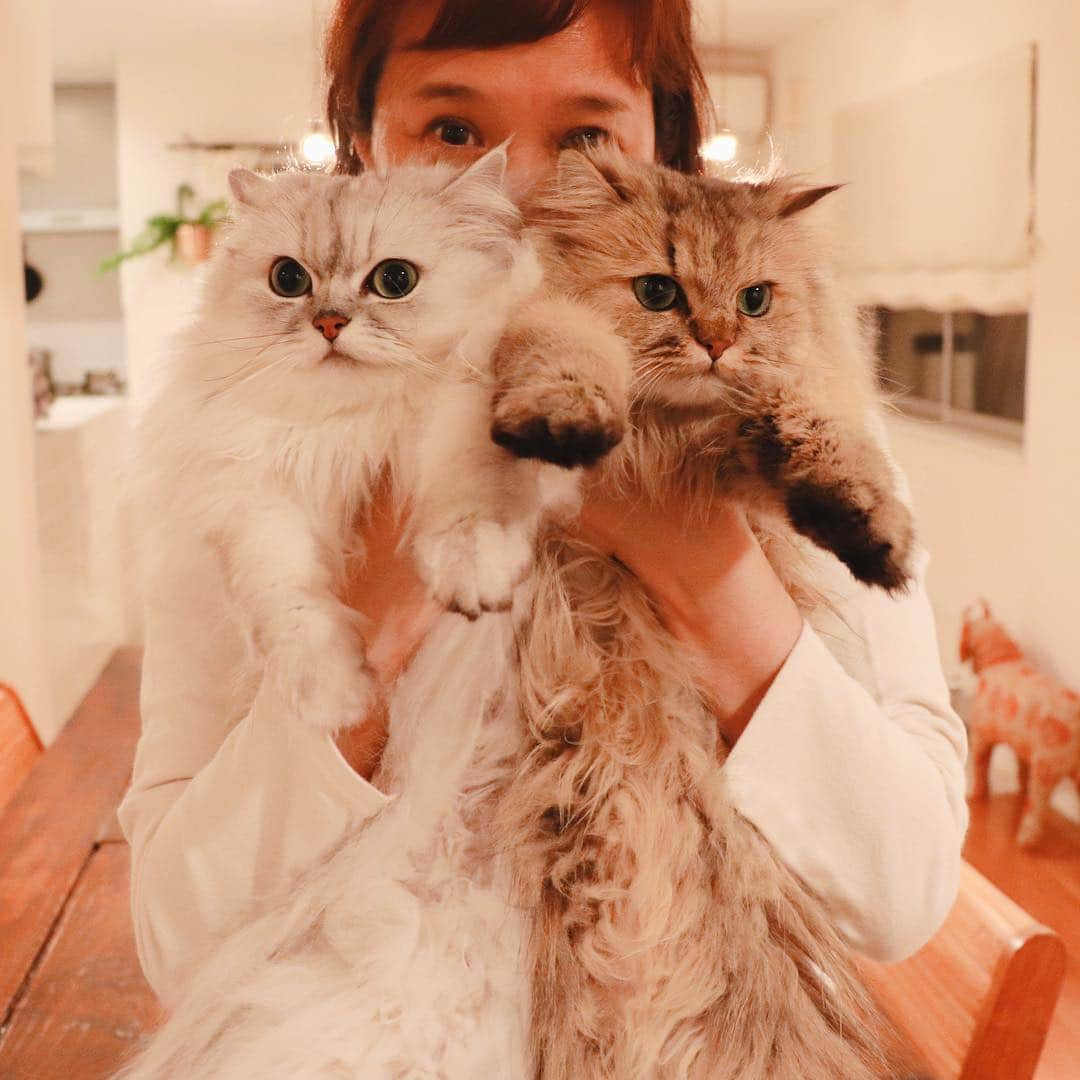 兄弟猫と私と夫の2トムのまいにちさんのインスタグラム写真 - (兄弟猫と私と夫の2トムのまいにちInstagram)「Reunion after a long time ただいまーーー！ 手ぶらで帰ったからか 2人はいつもの2人でした。 現金かっ！  #土産なし眉なし」3月21日 20時35分 - maamiff