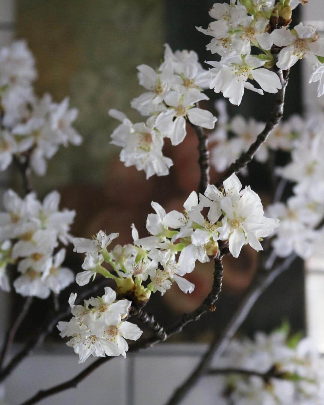 masakiさんのインスタグラム写真 - (masakiInstagram)「カリスマ花生師 桜を愛でる 東京の桜開花宣言と共に、我が家のキッチンに 天井に届く程、大きな桜の木をしつらえて いただきました。 下から見上げて構図も念入りに。 なんと特別、すご技で満開に花を咲かせてくれました。 花の魔術師、神です！ そして先生はいつも花と作業着がうまくリンクしている… 衣食住のトータルコーディネート、さすがだわ。 一生ついていきます☆  #カリスマ花生け師」3月21日 20時46分 - mogurapicassowols
