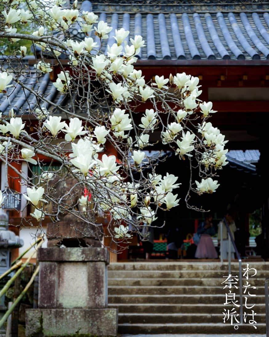 иαяα & куσтσ νιятυαℓ ωσяѕhιρさんのインスタグラム写真 - (иαяα & куσтσ νιятυαℓ ωσяѕhιρInstagram)「. 氷室神社 Magnolia . . 氷室神社といえば奈良では比較的早咲きの枝垂れ桜が有名ですが の前に木蓮が見頃になってます。 白い厚めの花が上向きに咲き、枝垂れ桜の下向きとは対照的 木蓮も春を呼ぶ花ですね。 撮影日：2019年3月21日 . 〜White magnolia〜 The white magnolia which blooms in the icehouse shrine in Nara Park is best time.」3月21日 20時58分 - i_masanao