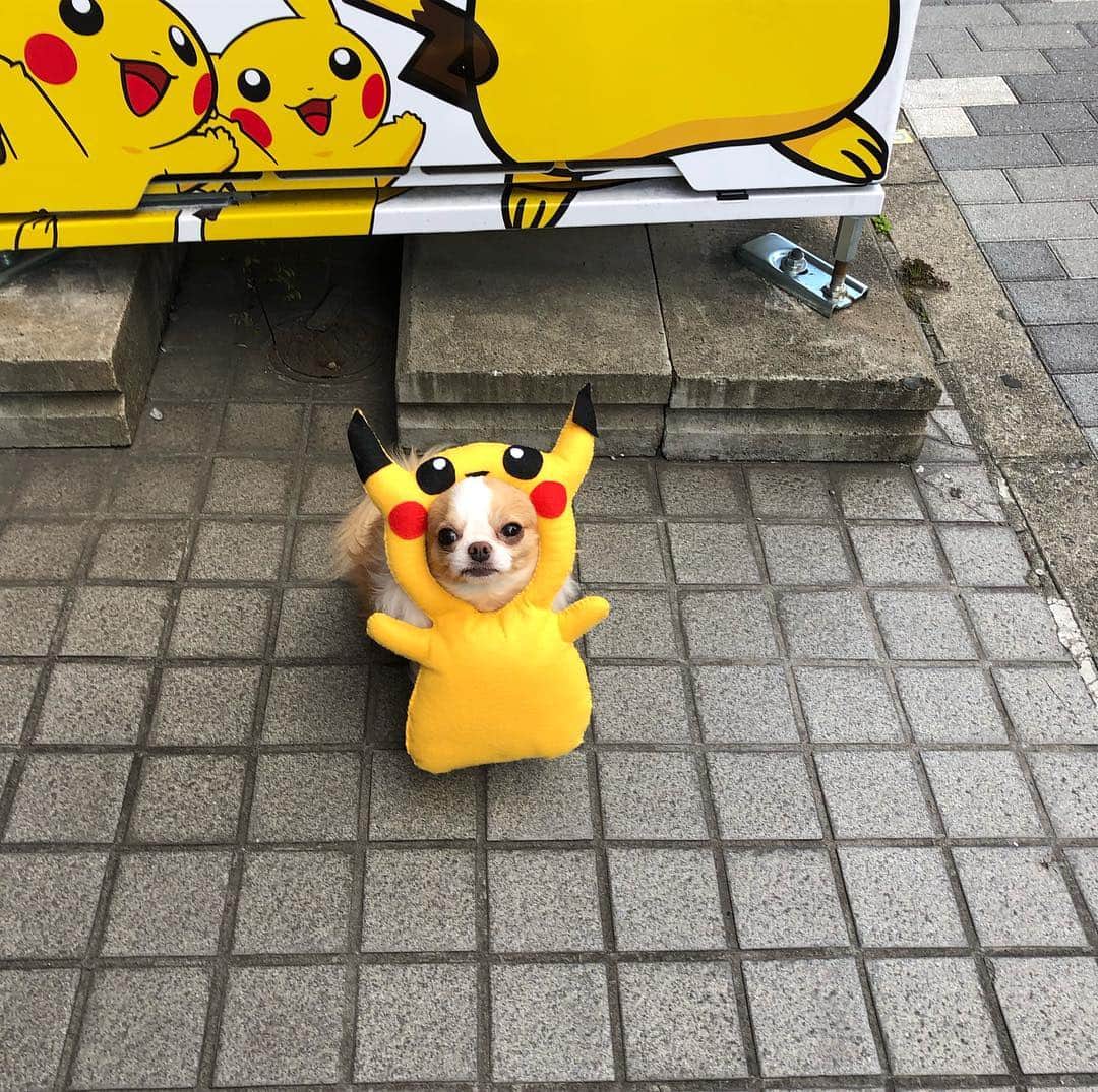 のインスタグラム：「野生のタラチュウが現れた！ ・ ・ ・  #アマゾンプライム #amazon #amazonprime  #ドキュメンタルおもしろい 画像とタグ全然関係ない。」