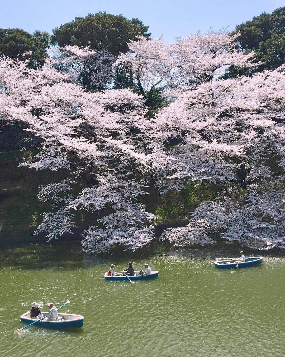 Koichiのインスタグラム：「. . SAKURA | #BeautifulJapan . . 🌸Tokyo's full bloom forecast is March 30 (This photo is a few years ago) . 📍#千鳥ヶ淵 #東京 #Tokyo .」