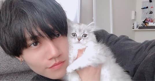 まういのインスタグラム：「ベルちゃんだよーかわいい。春分の日は一日中この子とずっと2人きりでした_(¦3｣ ∠)_今もね。 ３ヶ月になって指ガジガジしだしたけど、超甘えん坊でとにかく俺たちのことが大好きでめちゃめちゃいい子に育ってるよ〜(`･ω･´)幸せや  #ミヌエット #チンチラシルバー  #マンチカン」