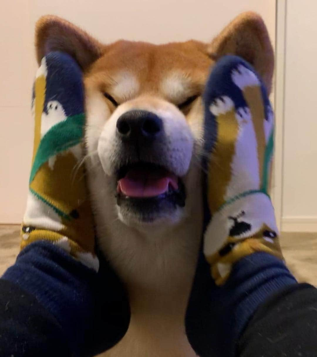 shibainu berryさんのインスタグラム写真 - (shibainu berryInstagram)「New socks🧦Like a berry😂 新しい靴下〜🧦 これべりやんやんっ‼️て思って買ってしまった😍 べりやんでべりやん(風)を挟む❤️ チャーリーで買ったよ〜😆←徳島で大人気のドラッグストア👏チャーリー大好き😍 #❤️迷子犬の掲示板応援団 @maigo_dog  #❤️迷子犬の掲示板四国応援団 @maigo_dog_shikoku #柴犬 #べりやん #べりむく #多頭飼い #berry #shiba #shibainu  #shibainumania #shibastagram #instashiba #ぷにっと部 #口角キュキュッと部  #チーム俺様 →部員絶賛募集中 #shiba_snap #proudshibas #west_dog_japan #サンデイ #instagramjapan #ふわもこ部 #pecoいぬ部 #pecotv #buzzfeedanimals #dogsofinstagram #dogsofinstaworld #dogs_of_instagram #9gag」3月21日 21時19分 - shibainu.berry