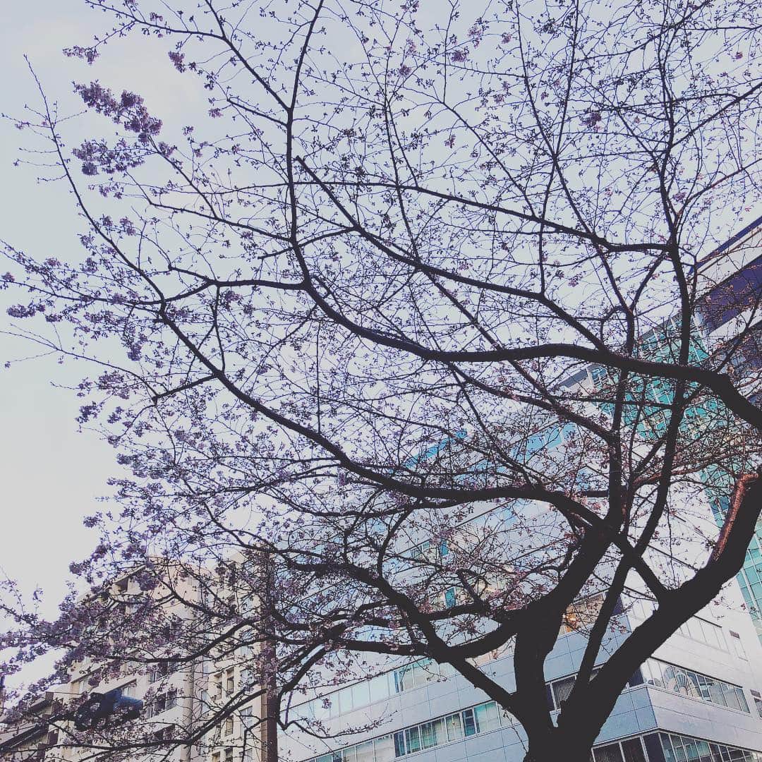 のインスタグラム：「美容院の前の桜が咲いてました。  というか、イチローさん、すごいなぁ。  #開花宣言」