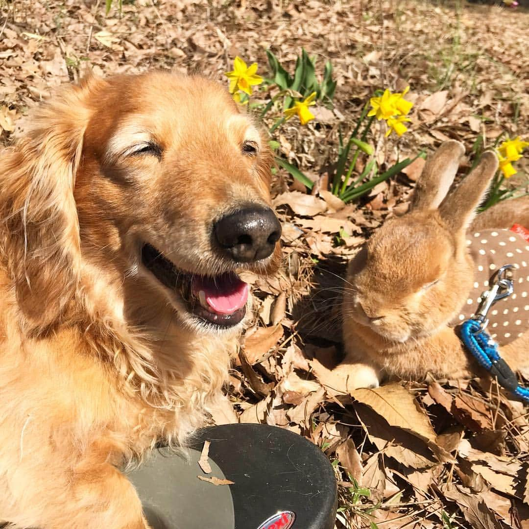 Chieko Shibutaさんのインスタグラム写真 - (Chieko ShibutaInstagram)「たろー🐶＆うじゃこ🐰地方 午後から☀️ さんぽ🌱 たろー！ 春感じてます🌷 お散歩 ラッキー🤞🐰✨ 💕✨🐶🍀🐰✨💕 #dachshund #dachshunds #dachshundlove #dog #dogs #doglove #instadog #instagram #instagood #pet #pets #petsagram #cute #cutepe #cutepet #cutedog #cuteanimals #likes #09076999576 happy #smile #rabbit #ラビット #ミニュチュア #ミニュチュアダックス  #ミニュチュアダックスフント #うさぎ部 #うさぎ #ダックス #ダックスフンドロングヘアー#ねざーらんどどわーふ」3月21日 21時34分 - chieko.81