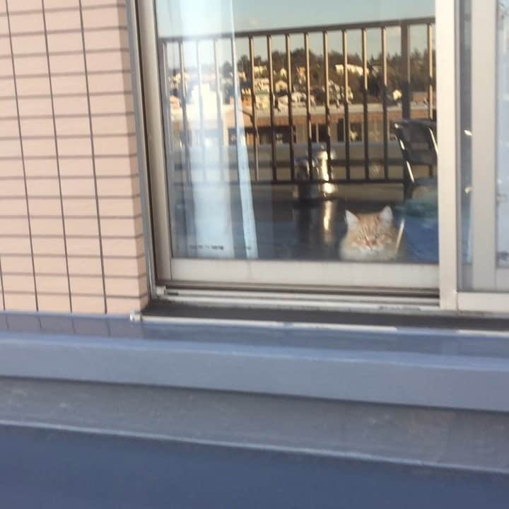 秋山準のインスタグラム：「目が合うとかくれるヒロ君」