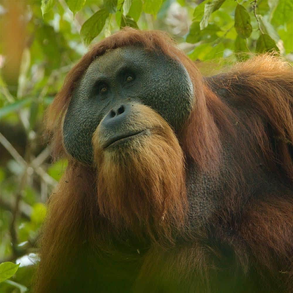 thephotosocietyさんのインスタグラム写真 - (thephotosocietyInstagram)「Photo by @TimLaman // I wonder what he’s thinking?  Does he know, or have any sense, that his species, the Tapanuli Orangutan, is the most critically endangered of all the great apes, with only 800 left in the world?  This population of orangutans in Sumatra, Indonesia, was only discovered to be a unique species, distinct from the other populations of Sumatran Orangutan and Bornean Orangutan, in 2017.  Now a dam project in its only stronghold is threatening its future.  It is up to the people of Indonesia and their government to decide their priorities.  Will the Tapanuli Orangutan be one of the treasures of Indonesia’s biodiversity forever?  The Orangutans can’t control their own fate – it is in human hands.  @socp.official is trying to help.  Follow me @TimLaman to see more and learn more about the #tapanuliorangutan. #orangutan #tapanuli #sumatra #indonesia #endangered #endangeredspecies」3月21日 21時48分 - thephotosociety