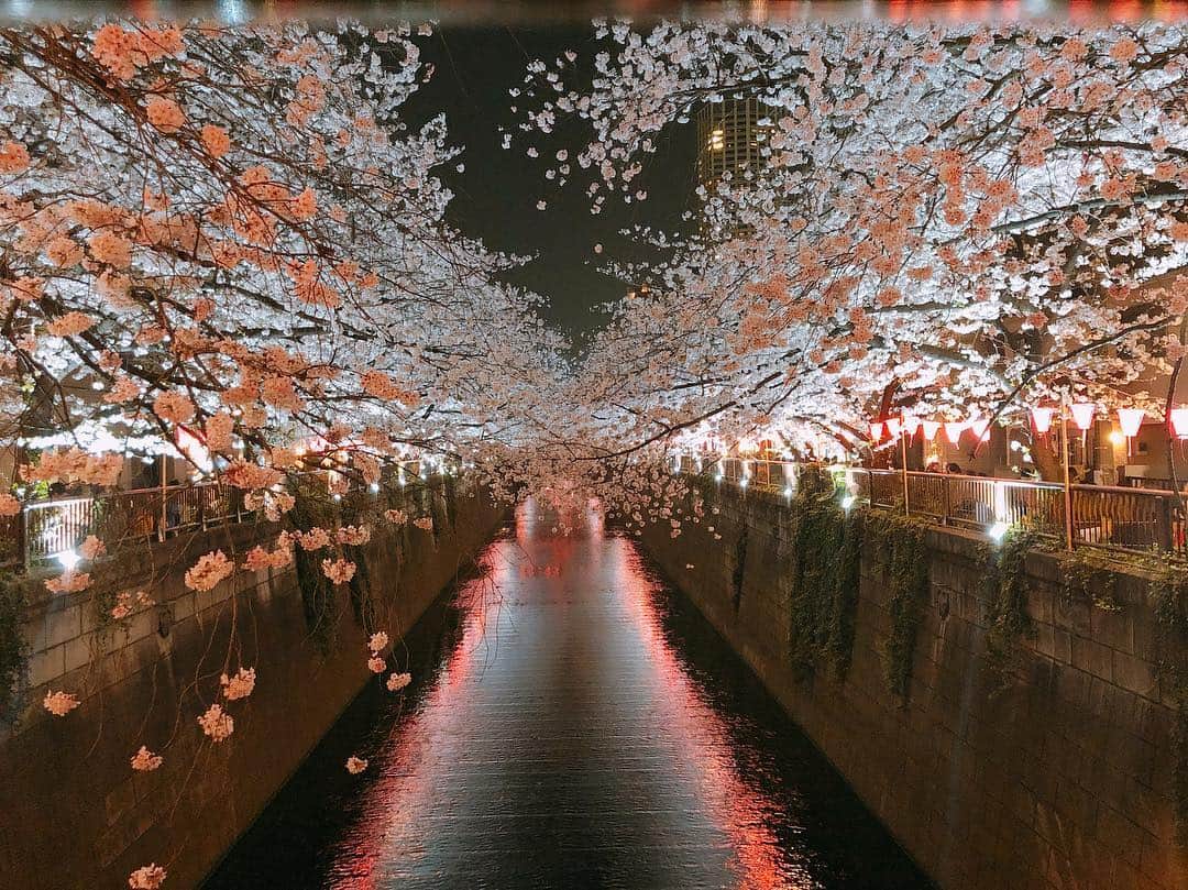 武岡優斗さんのインスタグラム写真 - (武岡優斗Instagram)「桜開花。  桜の季節になりましたな。 そういえば… なんだかんだで… 毎年毎年と中目黒の桜を 見ている気がする。 しかも夜桜。 昼間も綺麗やけど…  個人的に夜桜かな。  昨年は…ノリくんと。 一昨年は…ソンリョンと明豪。  今年は どこの桜を見ようかな(^^) #桜 #cherryblossom #cherryblossoms #なんだかんだで #中目黒 #目黒川の桜 #夜桜 #決まって #人混み地獄 #みんな考えることは同じ #毎年毎年同じ #そう考えると #平和だなー と #思えてしまう笑 #今年はどこの桜を見ようかなー #安定の目黒川の桜 かな笑 #みんなはどこの桜みる？ #現場からは以上です🙏」3月21日 21時52分 - yuto_takeoka17