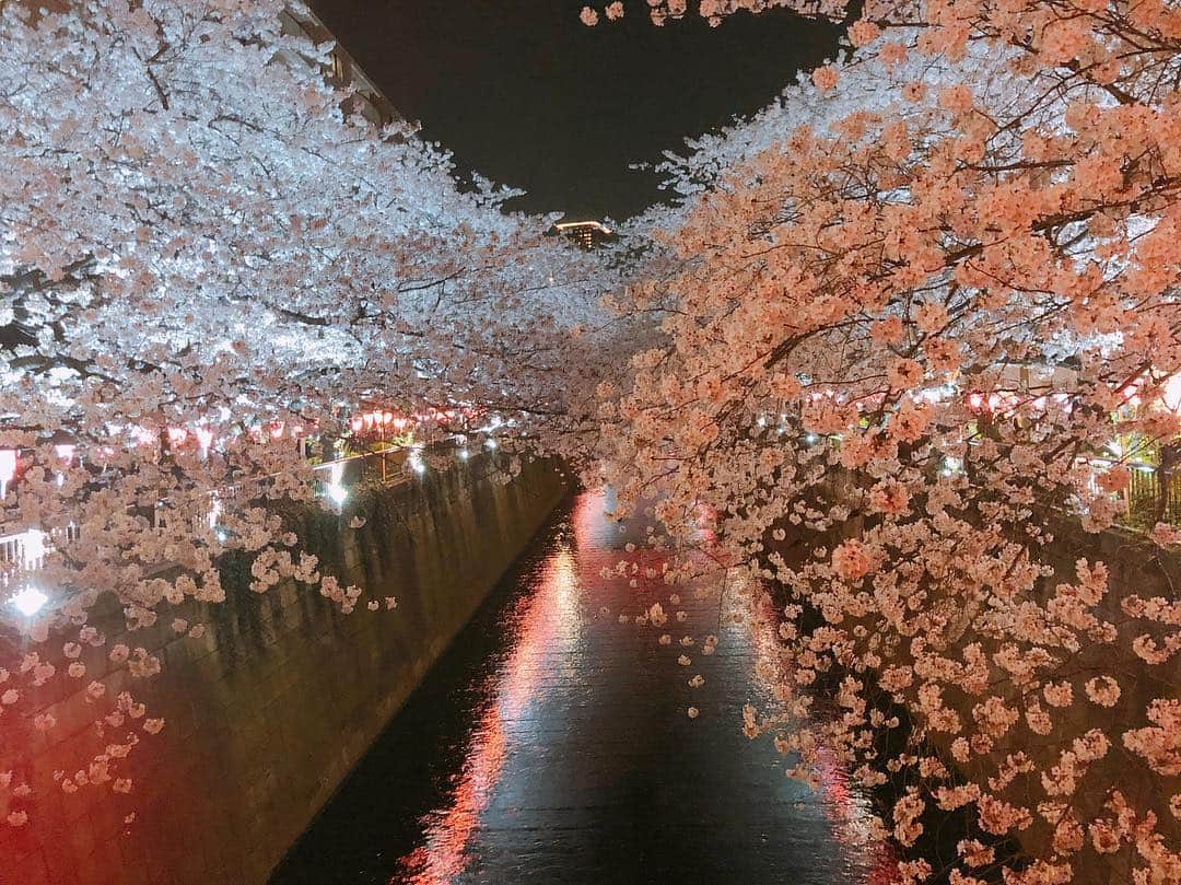 武岡優斗さんのインスタグラム写真 - (武岡優斗Instagram)「桜開花。  桜の季節になりましたな。 そういえば… なんだかんだで… 毎年毎年と中目黒の桜を 見ている気がする。 しかも夜桜。 昼間も綺麗やけど…  個人的に夜桜かな。  昨年は…ノリくんと。 一昨年は…ソンリョンと明豪。  今年は どこの桜を見ようかな(^^) #桜 #cherryblossom #cherryblossoms #なんだかんだで #中目黒 #目黒川の桜 #夜桜 #決まって #人混み地獄 #みんな考えることは同じ #毎年毎年同じ #そう考えると #平和だなー と #思えてしまう笑 #今年はどこの桜を見ようかなー #安定の目黒川の桜 かな笑 #みんなはどこの桜みる？ #現場からは以上です🙏」3月21日 21時52分 - yuto_takeoka17