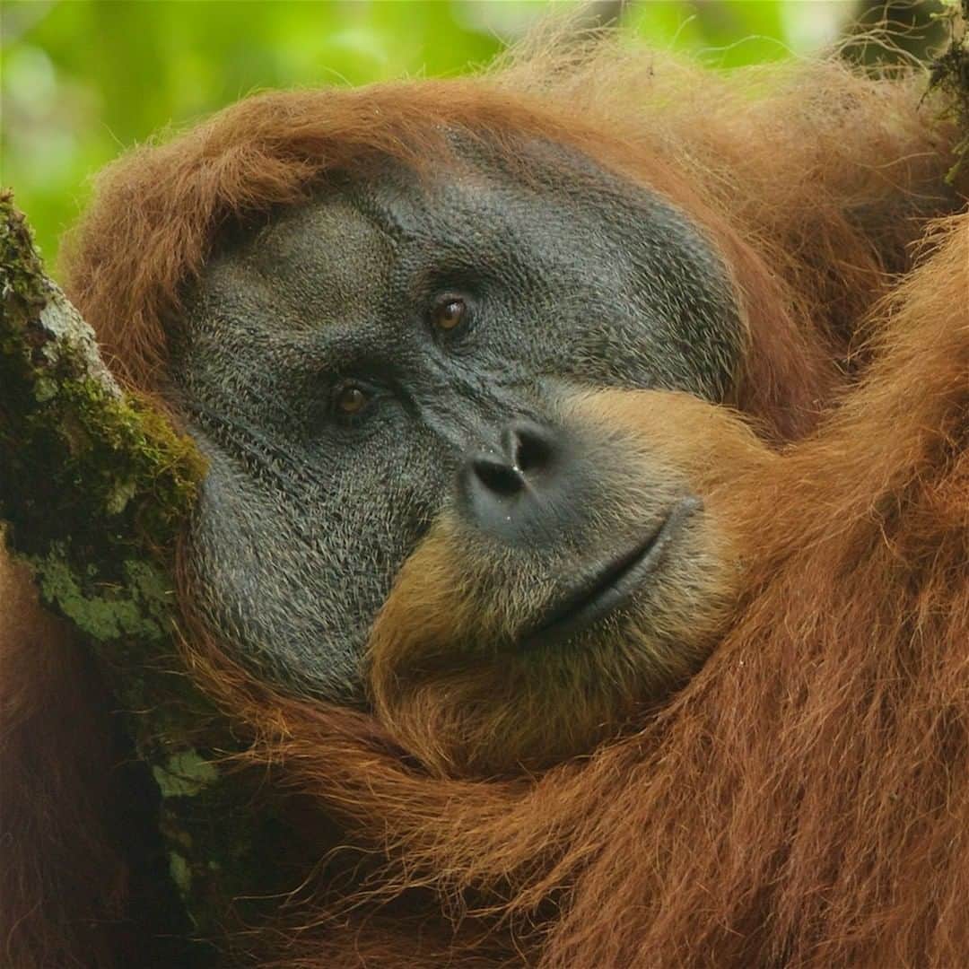 ナショナルジオグラフィックさんのインスタグラム写真 - (ナショナルジオグラフィックInstagram)「Photo by @timlaman | I wonder what he’s thinking. Does he know, or have any sense, that his species, the Tapanuli orangutan, is the most critically endangered of all the great apes, with only 800 left in the world? This population of orangutans in Sumatra, Indonesia, was just discovered in 2017 to be a unique species, distinct from the other populations of Sumatran orangutan and Bornean orangutan. Now a dam project in its only stronghold threatens its future. It is up to the people of Indonesia and their government to decide their priorities. Will the Tapanuli orangutan be one of the treasures of Indonesia’s biodiversity? The orangutans can’t control their own fate–it is in human hands. Learn more about the Tapanuli orangutan on my feed @TimLaman.  #orangutan #tapanuliorangutan #tapanuli #sumatra #indonesia #endangered #endangeredspecies」3月21日 22時02分 - natgeo