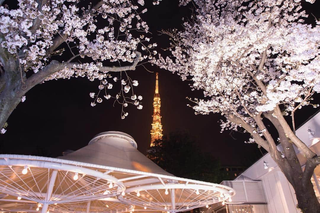 東京プリンスホテルさんのインスタグラム写真 - (東京プリンスホテルInstagram)「ライトアップされた夜桜が東京タワーとともに東京の夜を華やかに彩っています。 ⠀⠀⠀⠀⠀⠀⠀ Cherry blossoms are lit up with Tokyo Tower in the night to make Tokyo sparkle. ⠀⠀⠀⠀⠀⠀⠀ Share your own images with us by tagging @tokyoprincehotel ————————————————————— #tokyotower #tokyoprincehotel #princehotels #tokyo #japan #beautifulhotels #tokyohotel #東京 #东京 #도쿄 #tokio #tokyoprince #tokyoview」3月21日 22時03分 - tokyoprincehotel