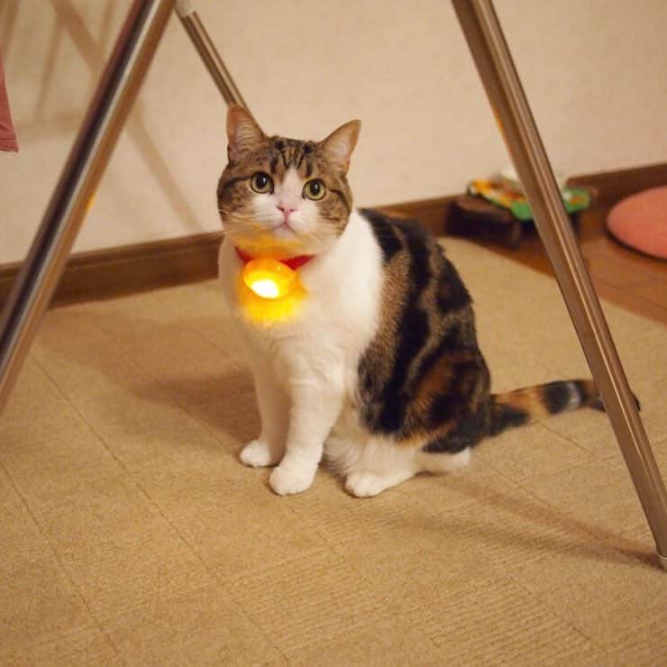 のインスタグラム：「お彼岸だからね。 * #ドラえもんの鈴  #あのギーナビ写真をもう一度  #ギーギー #neko#cat#猫#ネコ#ねこ#スコティッシュフォールド#まんじゅう部#scottishfold#catsofinstagram #cats_of_instagram#cats_lover」