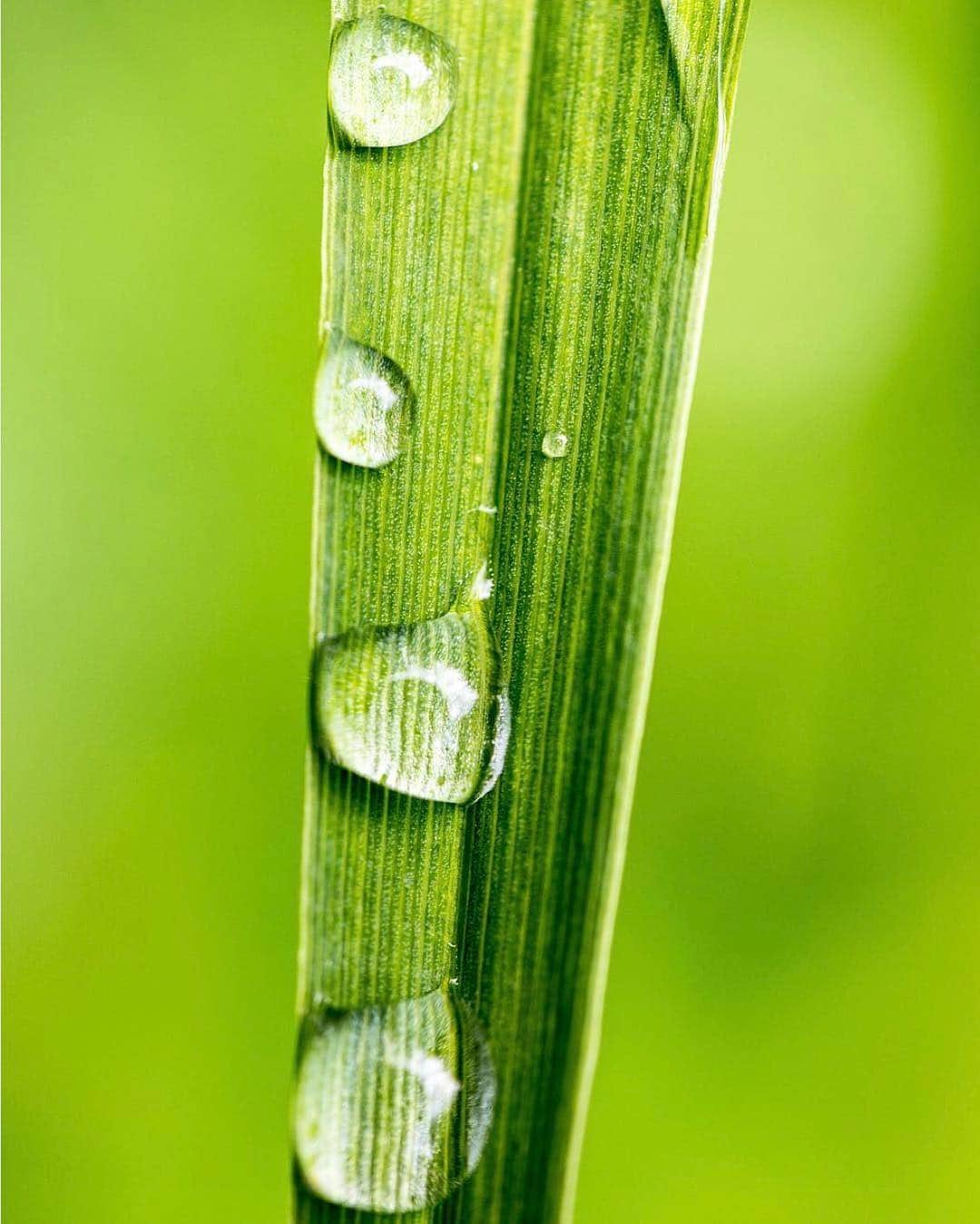 CANON USAさんのインスタグラム写真 - (CANON USAInstagram)「Shoutout to #TeamCanon fan @dmorsanutto for sharing this amazing #Green macro photo for last week's #CanonFanPhoto theme! Check back tomorrow for our next theme announcement.  Camera: #Canon EOS 5D Mark IV Lens: EF 100mm f/2.8L Macro IS USM Aperture: f/2.8 ISO: 100 Shutter Speed: 1/100 sec Focal Length: 100mm」3月21日 22時25分 - canonusa