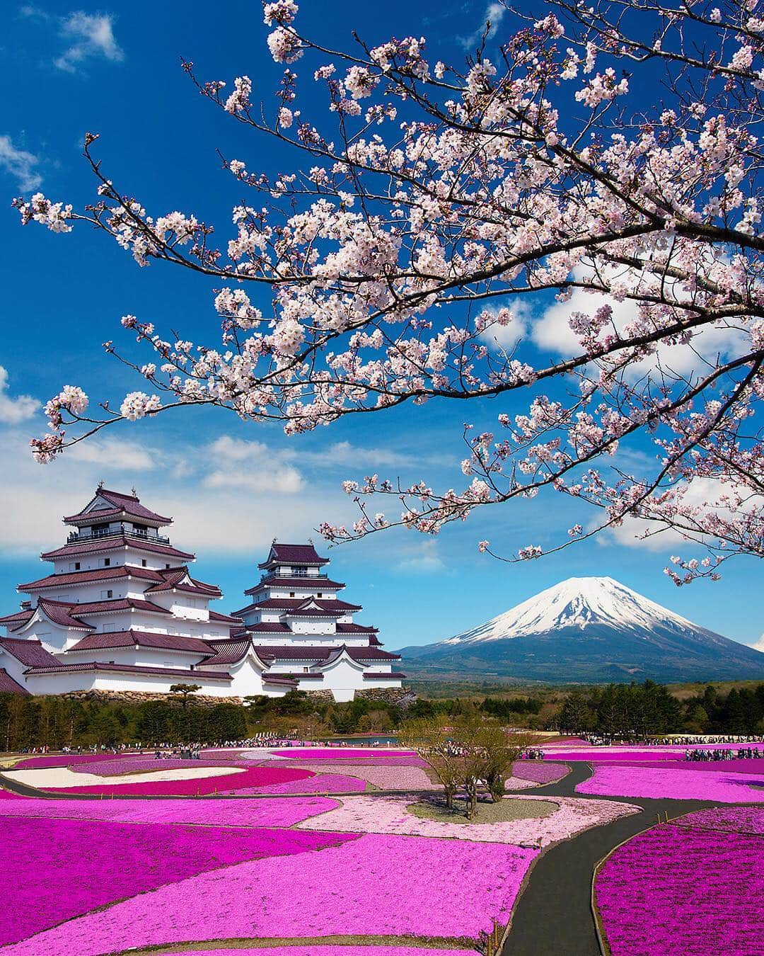 All Nippon Airwaysさんのインスタグラム写真 - (All Nippon AirwaysInstagram)「Have you visited #MtFuji yet? In April and May at the Fuji Shiba-sakura Festival, you’ll find fuschia flowers and mountain views as far as the eye can see! 🗻🌷」3月21日 22時19分 - allnipponairways