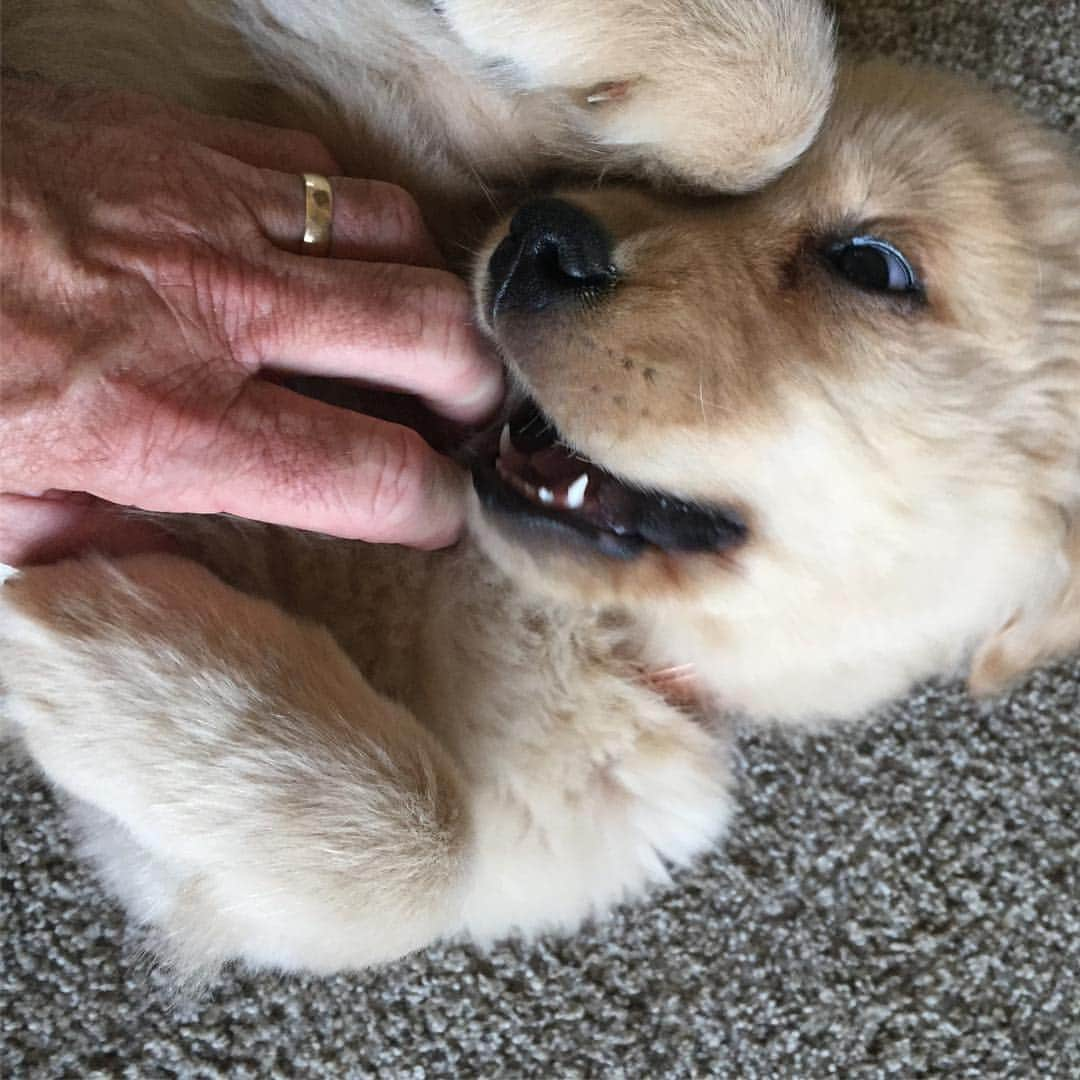 モヒートさんのインスタグラム写真 - (モヒートInstagram)「#tbt baby Julep attacking grandpa ------------------------------- #goldensofig #goldenretriever  #goldenretrieversofinstagram #betterwithpets #dogsofig  #dogsofinstagram #fluffypack #gloriousgoldens #cute #welovegoldens #ilovemydog #dogcrushdaily #retrieveroftheday #goldenlife #featuregoldens #goldenretrieverfeatures #bestwoof #goldenretrieverft #ProPlanDog #ilovegolden_retrievers #mydogiscutest #retrieversgram #chewy #dogsofcle」3月21日 22時45分 - mojito_rose_family