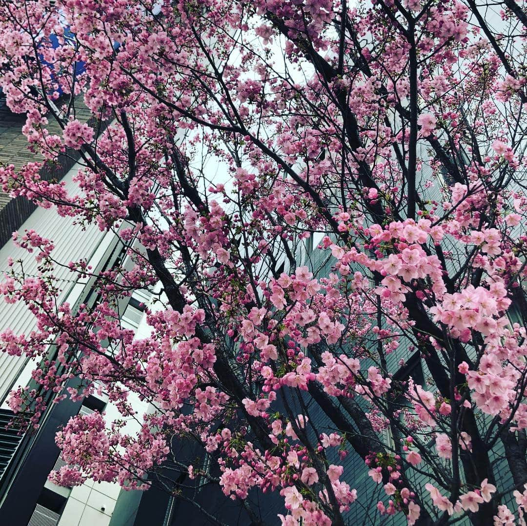 江藤あやさんのインスタグラム写真 - (江藤あやInstagram)「春はお別れの季節です🌸みんな旅立って行くんです。 おニャン子な気分です。 素敵な歌声と笑顔をありがとう💕 ・ 今日はワークショップでした。 目黒川の桜は満開の準備をしてました。 素晴らしい一日をありがとう✨ ・ #春はお別れの季節です #おニャン子クラブ  #じゃあね #送別会」3月21日 22時54分 - ayayakko19