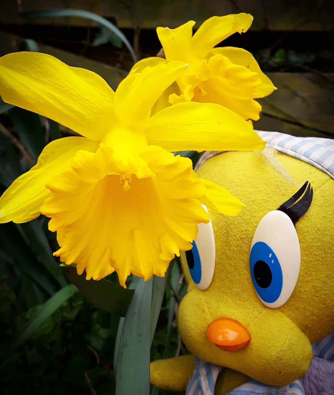 Little Yellow Birdさんのインスタグラム写真 - (Little Yellow BirdInstagram)「Hello spring!!! #littleyellowbird #tweety #tweetykweelapis #adventures #yellow #bird #spring #lente #springflowers #flowers #narcissen #daffodils #march #march21 #garden #stuffedanimalsofinstagram #plushiesofinstagram」3月21日 22時56分 - tweetykweelapis