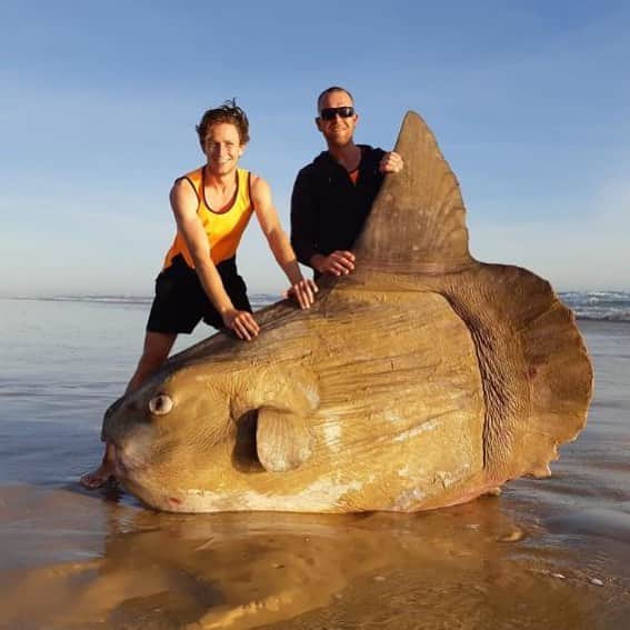 CNNさんのインスタグラム写真 - (CNNInstagram)「This rare enormous sunfish washed up on a beach in Australia. The sunfish, called a Mola mola, can weigh more than a car and is the world's largest bony fish, according to the National Parks South Australia. The fishermen who spotted the fish said they’ve never seen anything like this before. (📸: Linette Grzelak)」3月21日 23時08分 - cnn