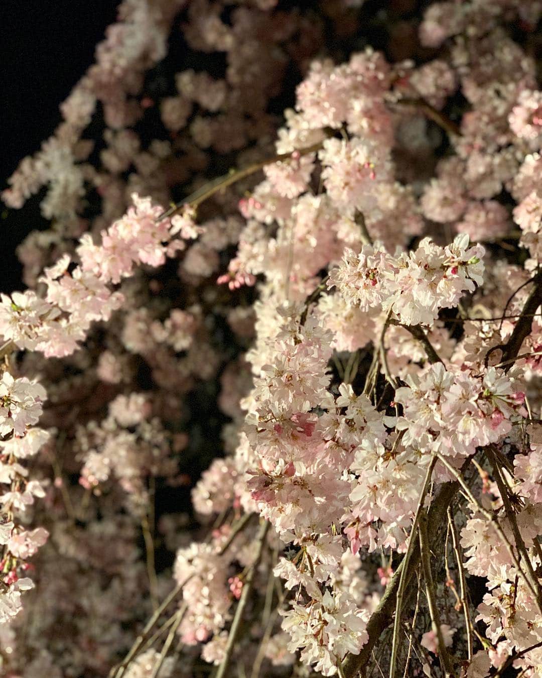 福西崇史さんのインスタグラム写真 - (福西崇史Instagram)「。 桜開花🌸と満月🌕 。 #綺麗 #ソメイヨシノ開花 #写真はしだれ桜 #ポートレート #満月も写真じゃ伝わらない #低い位置の月は大きく見えた #気分あがる #南葛sc #instagood #instaphoto」3月21日 23時12分 - takashi_fukunishi