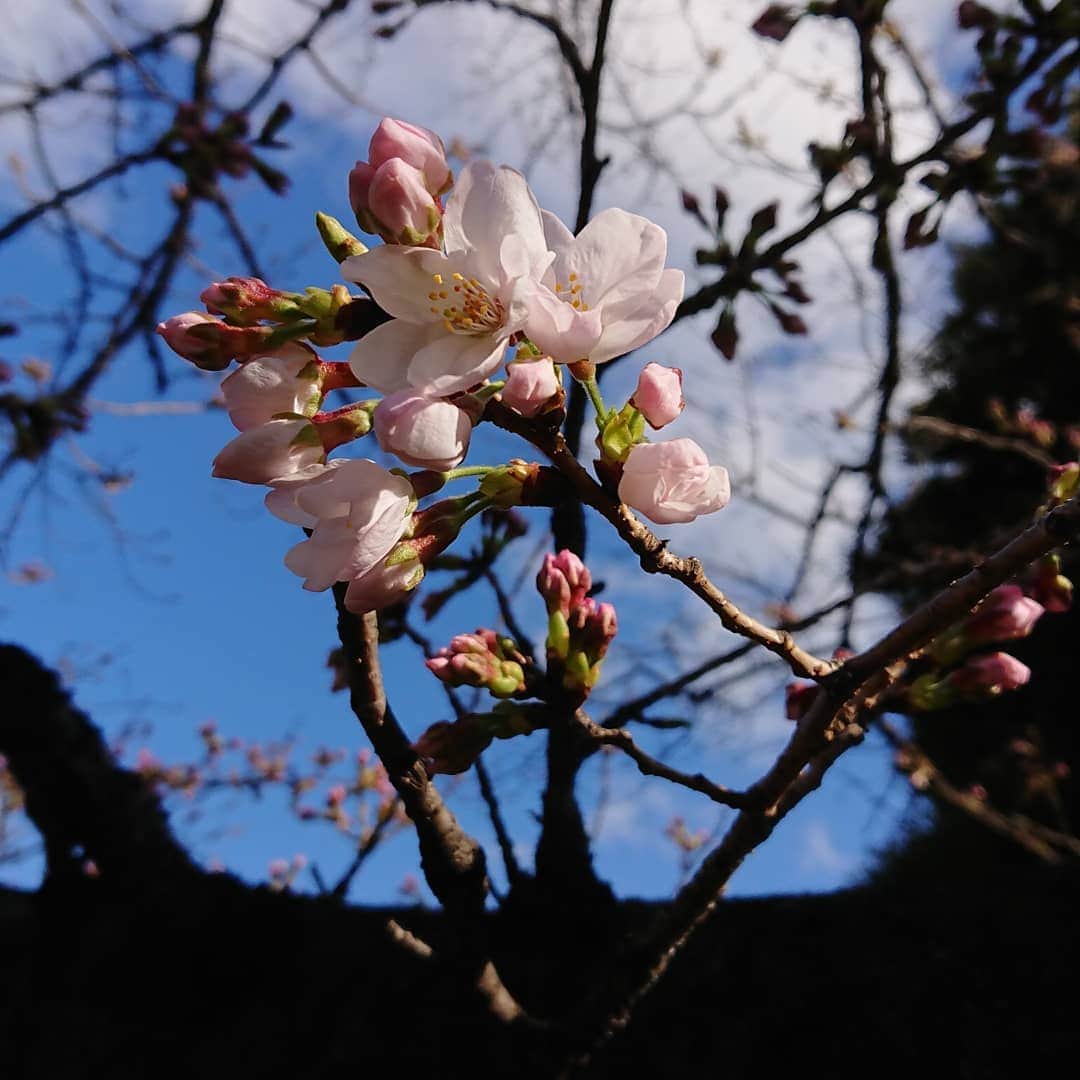 田畑祐一さんのインスタグラム写真 - (田畑祐一Instagram)「お彼岸のお墓参りに行って来ました。谷中の桜(ソメイヨシノ)はまだまだこれから・・・ でしたが、ちょっとだけ頑張ってる子達がいましたよ❤️ #桜 #ソメイヨシノ #お彼岸参り #谷中霊園」3月21日 23時14分 - tabatayuichi