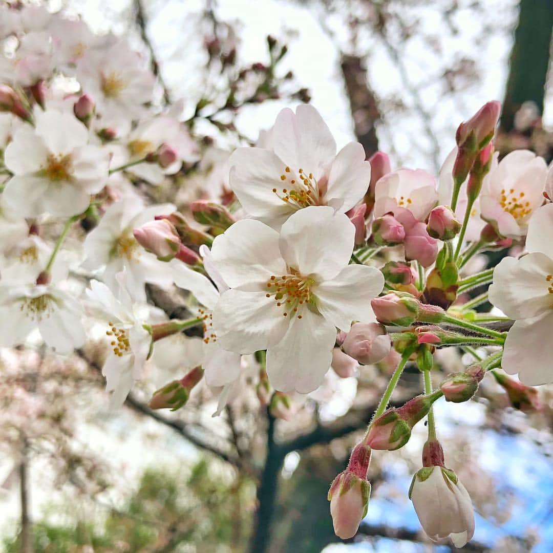 中山裕子さんのインスタグラム写真 - (中山裕子Instagram)「🌸 きょう東京で桜の開花発表があったんですね🙌  もーすぐもーすぐと思いながらもふと見上げてみると あれ？咲いてる…？ 結構咲いてるから これはソメイヨシノじゃないのかな？ 八重桜や彼岸桜、枝垂れ桜など 桜の種類はいっぱいありますが 似ていると区別がつきません🙄 日当たりなどの条件によって 同じ場所でも咲き方が違うので もしかしたらもしかするのかな？ #桜2019 #春が来た」3月21日 23時15分 - yuko_nakayama_official
