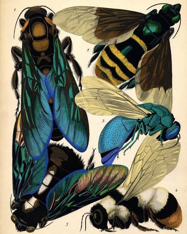 デミリーさんのインスタグラム写真 - (デミリーInstagram)「🦟🦋🎨 E.A. Seguy #artnouveau #colorpalette #paintings #insects #prints」3月21日 23時25分 - demyleeny
