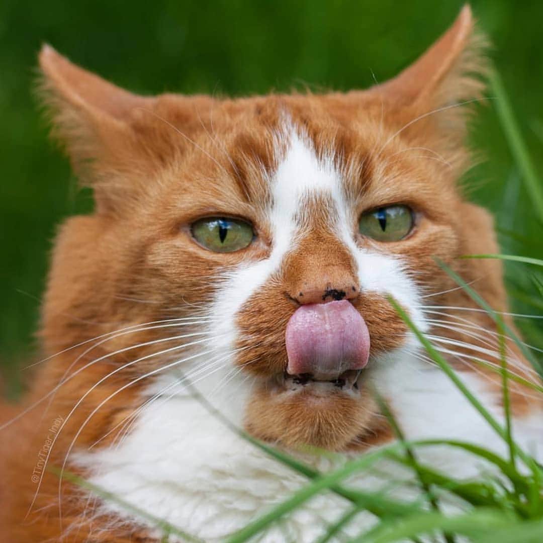 CatStockerさんのインスタグラム写真 - (CatStockerInstagram)「Hello! #catstocker is here!  Follow our FURRriend @tinytiger_indy  Scroll right for more pictures 👉 . . . . .  #cat #neko #mačka #chat #kočka #котка #kotek #kot #кіт #mače #кошка #кот #katze #gato #gatto #kissa #kattunge #猫 #고양이 #貓 #kedi #köttur #kissanpentu #חתול #кішка #kittens #小猫 #kätzchen #котята」3月21日 23時23分 - catstocker