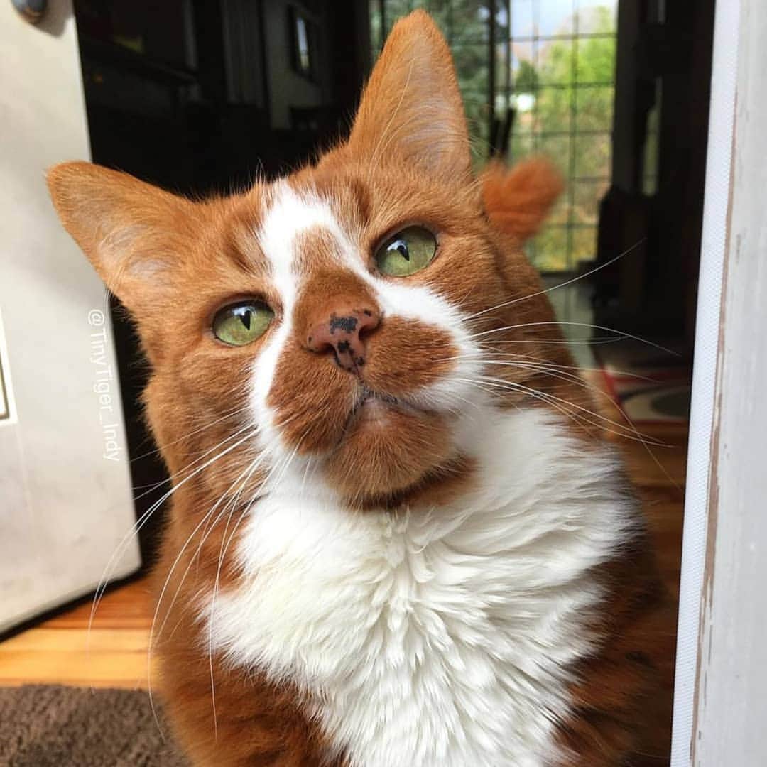 CatStockerさんのインスタグラム写真 - (CatStockerInstagram)「Hello! #catstocker is here!  Follow our FURRriend @tinytiger_indy  Scroll right for more pictures 👉 . . . . .  #cat #neko #mačka #chat #kočka #котка #kotek #kot #кіт #mače #кошка #кот #katze #gato #gatto #kissa #kattunge #猫 #고양이 #貓 #kedi #köttur #kissanpentu #חתול #кішка #kittens #小猫 #kätzchen #котята」3月21日 23時23分 - catstocker