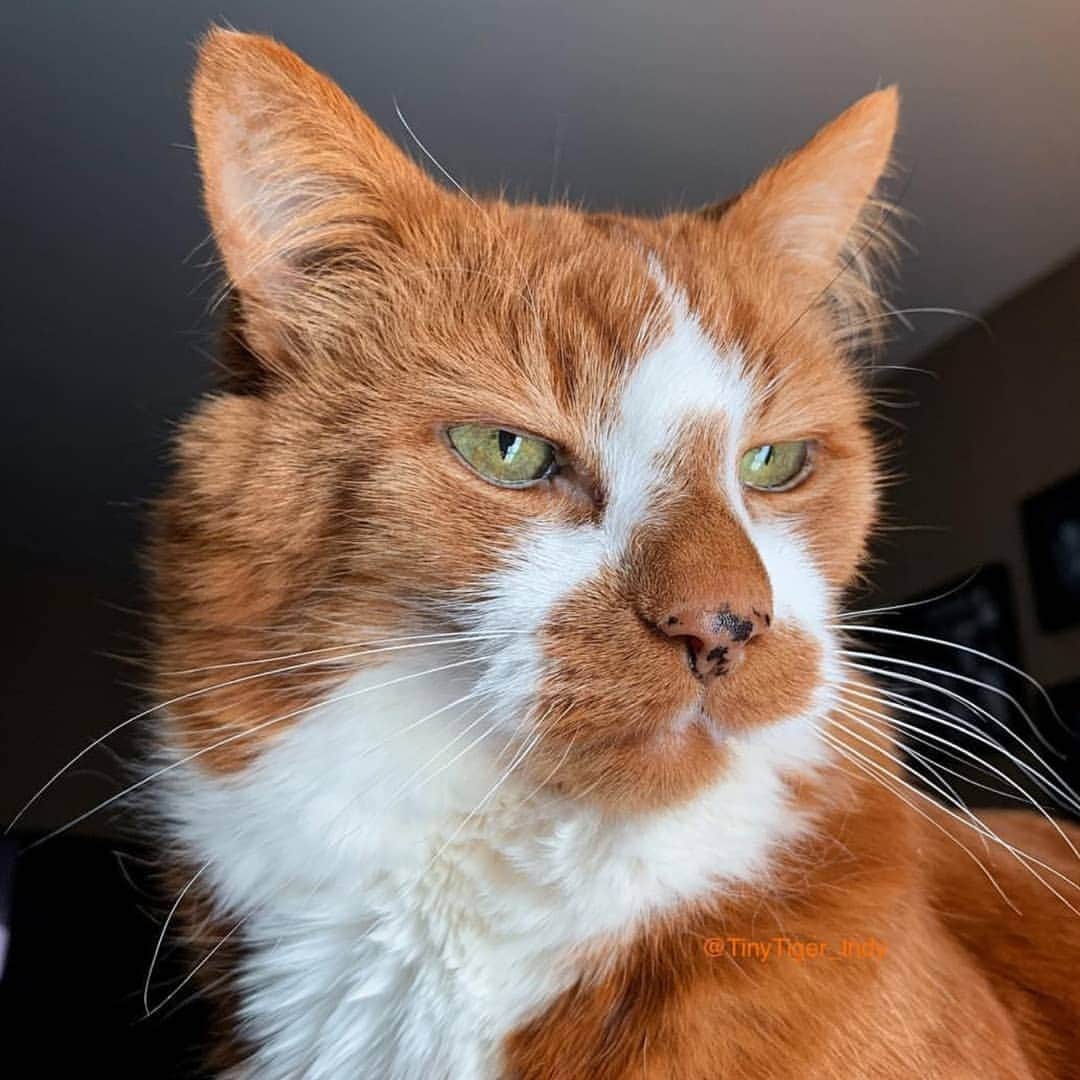 CatStockerさんのインスタグラム写真 - (CatStockerInstagram)「Hello! #catstocker is here!  Follow our FURRriend @tinytiger_indy  Scroll right for more pictures 👉 . . . . .  #cat #neko #mačka #chat #kočka #котка #kotek #kot #кіт #mače #кошка #кот #katze #gato #gatto #kissa #kattunge #猫 #고양이 #貓 #kedi #köttur #kissanpentu #חתול #кішка #kittens #小猫 #kätzchen #котята」3月21日 23時23分 - catstocker