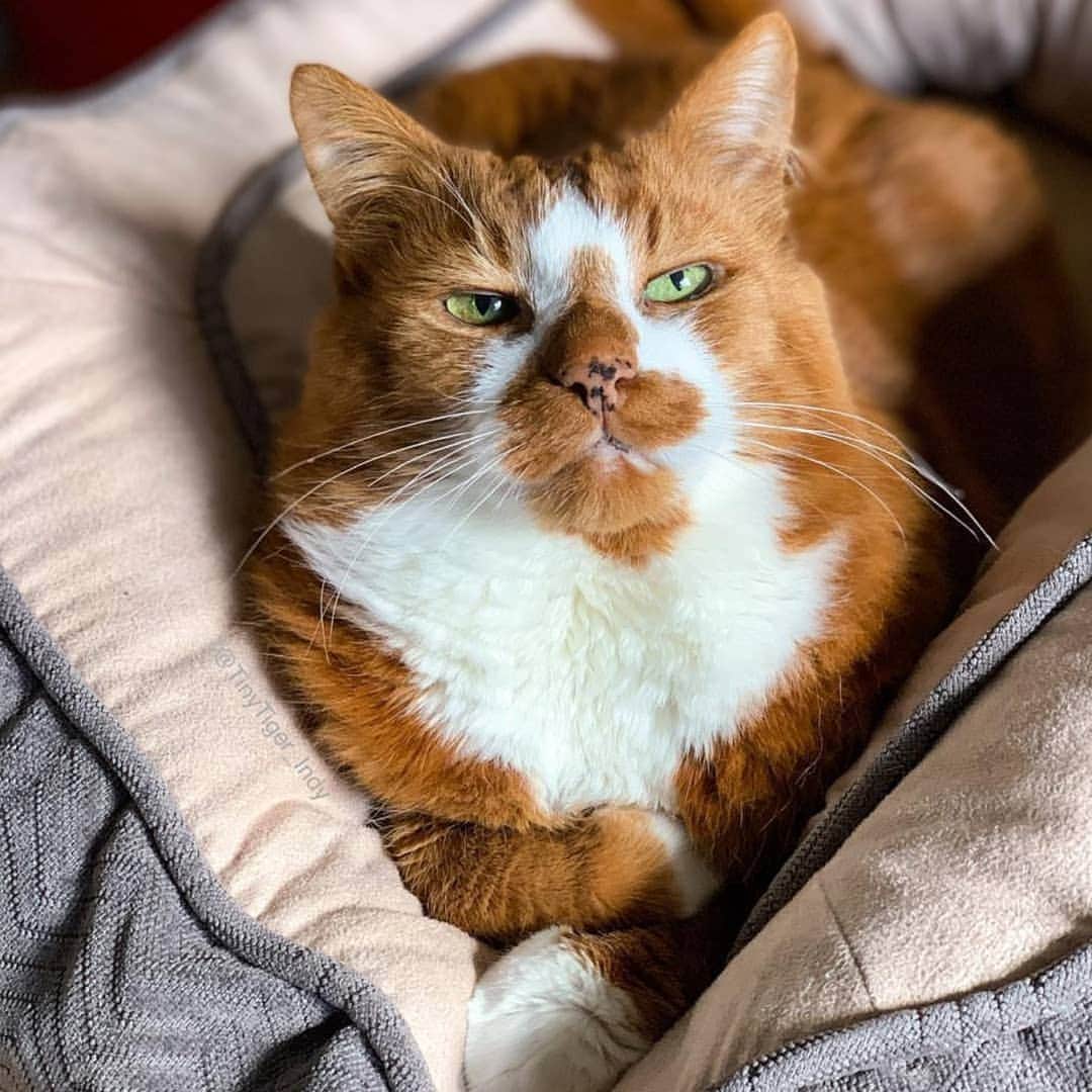 CatStockerさんのインスタグラム写真 - (CatStockerInstagram)「Hello! #catstocker is here!  Follow our FURRriend @tinytiger_indy  Scroll right for more pictures 👉 . . . . .  #cat #neko #mačka #chat #kočka #котка #kotek #kot #кіт #mače #кошка #кот #katze #gato #gatto #kissa #kattunge #猫 #고양이 #貓 #kedi #köttur #kissanpentu #חתול #кішка #kittens #小猫 #kätzchen #котята」3月21日 23時23分 - catstocker