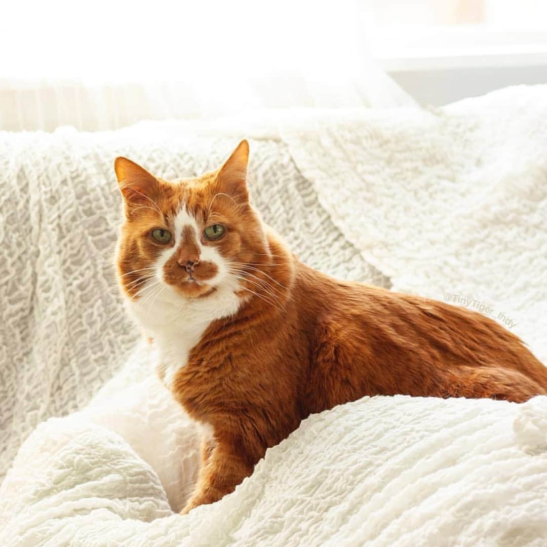 CatStockerさんのインスタグラム写真 - (CatStockerInstagram)「Hello! #catstocker is here!  Follow our FURRriend @tinytiger_indy  Scroll right for more pictures 👉 . . . . .  #cat #neko #mačka #chat #kočka #котка #kotek #kot #кіт #mače #кошка #кот #katze #gato #gatto #kissa #kattunge #猫 #고양이 #貓 #kedi #köttur #kissanpentu #חתול #кішка #kittens #小猫 #kätzchen #котята」3月21日 23時23分 - catstocker